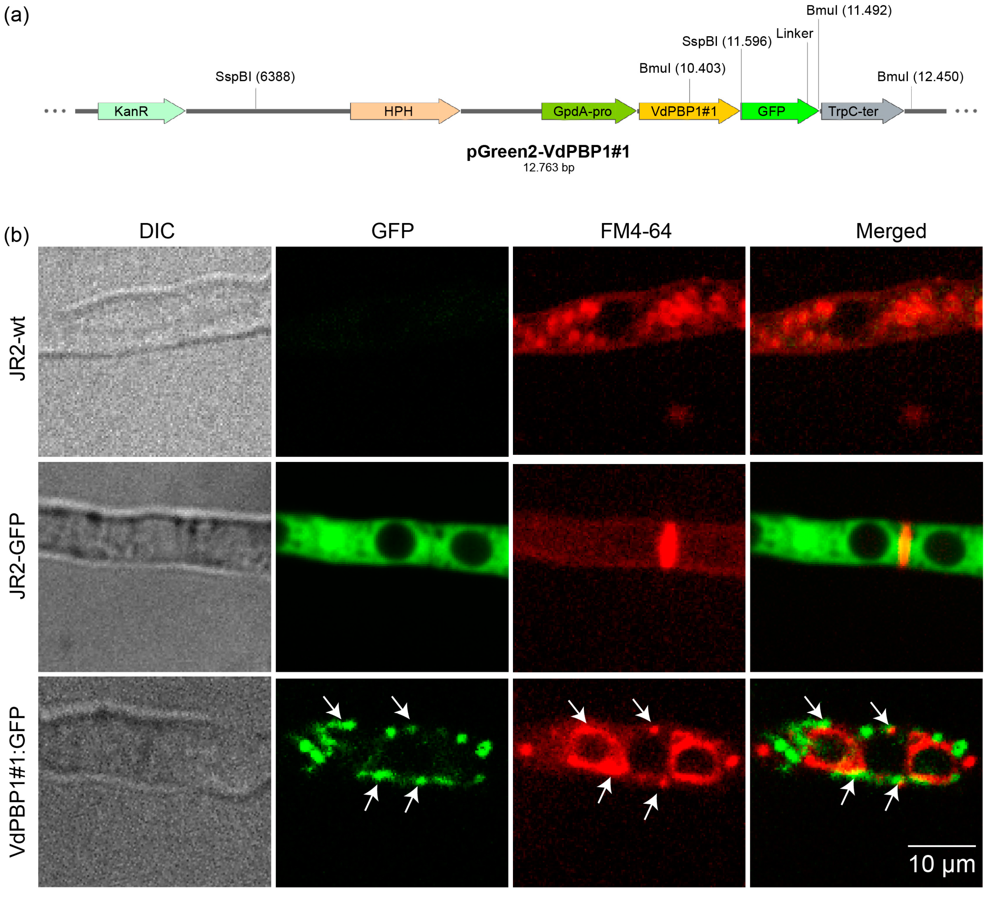 Microorganisms 12 00265 g002