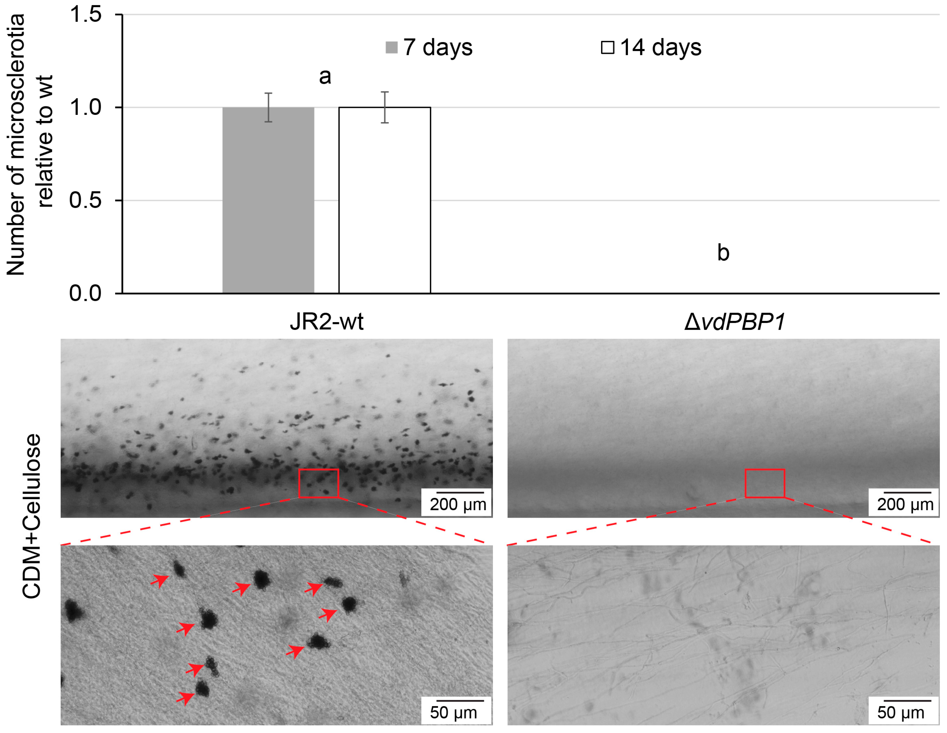 Microorganisms 12 00265 g004