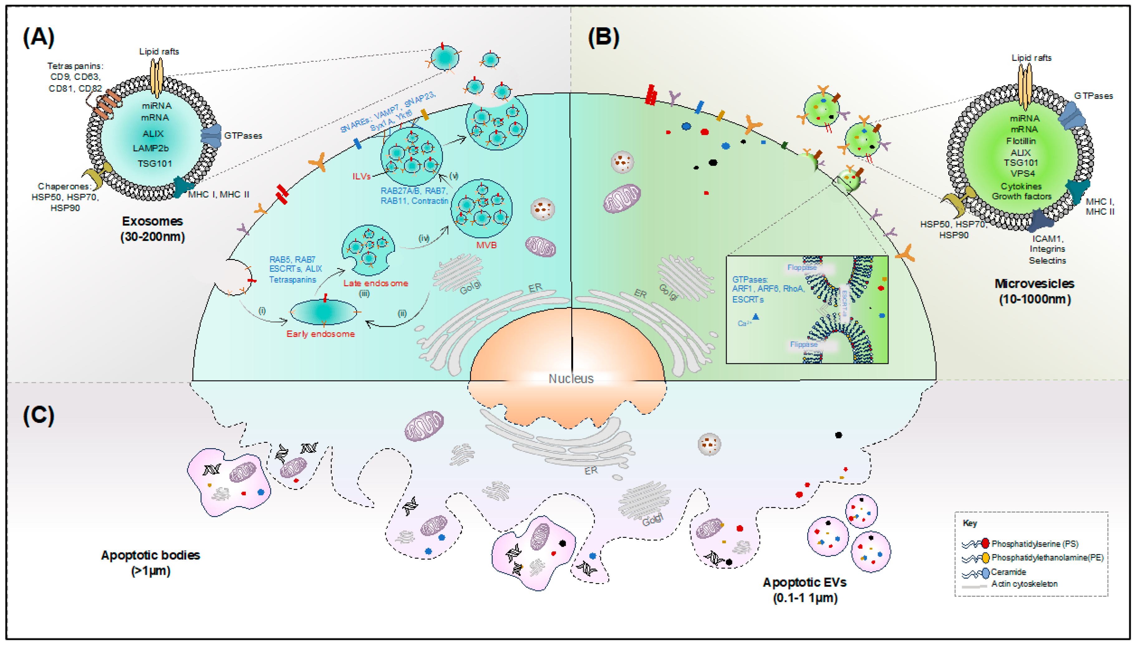 Microorganisms 12 00274 g001