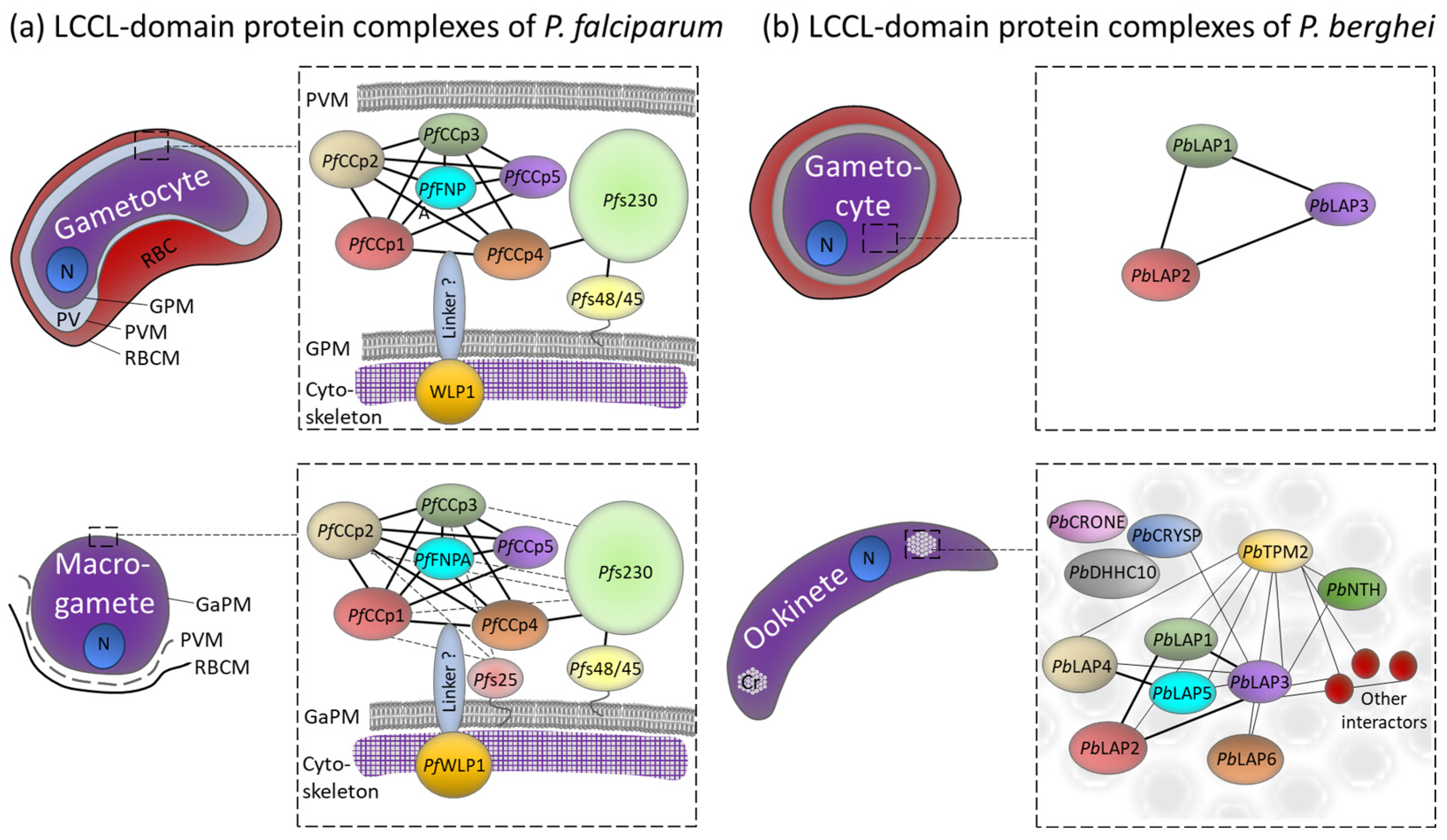 Microorganisms 12 00279 g002