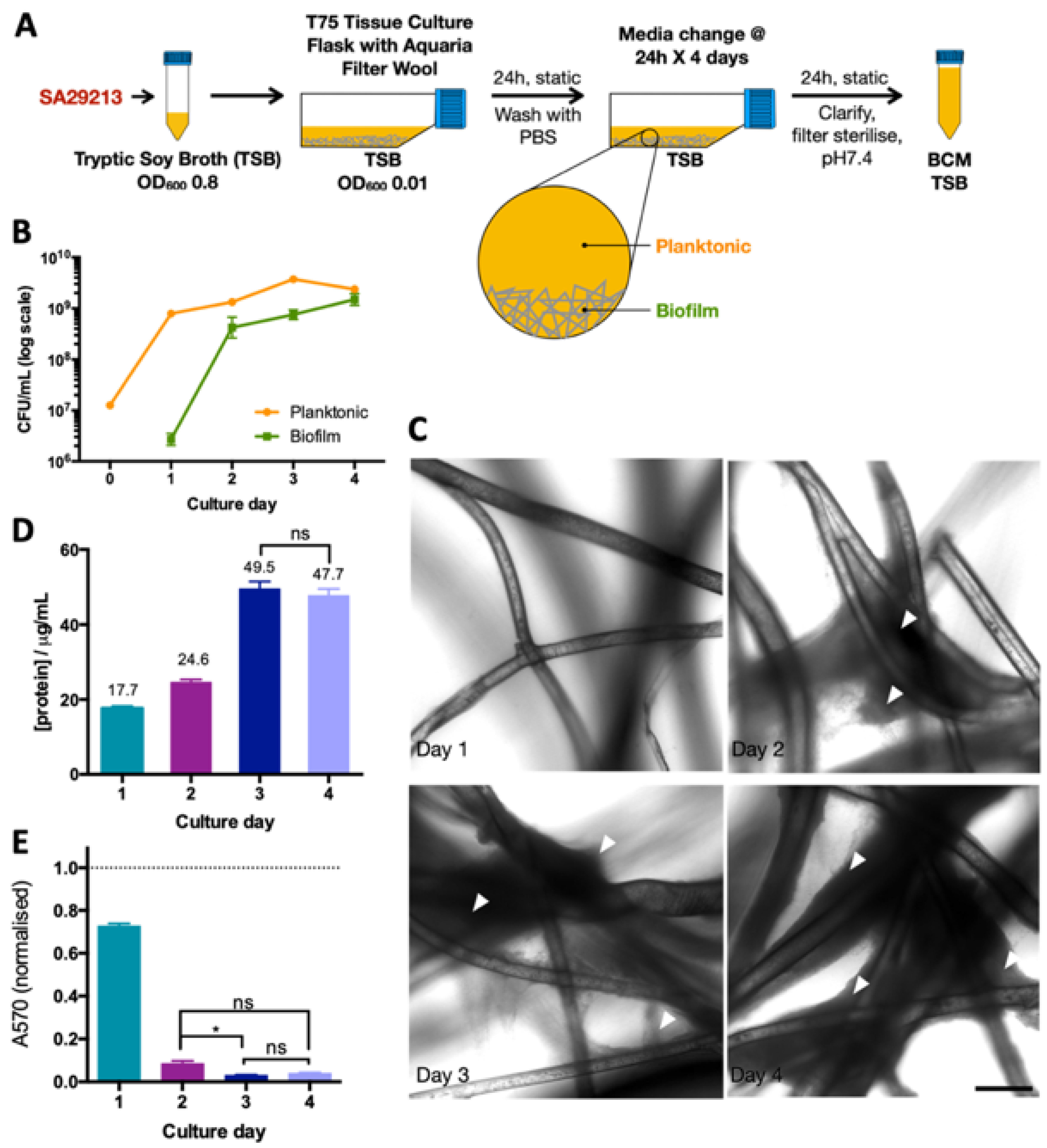 Microorganisms 12 00293 g001