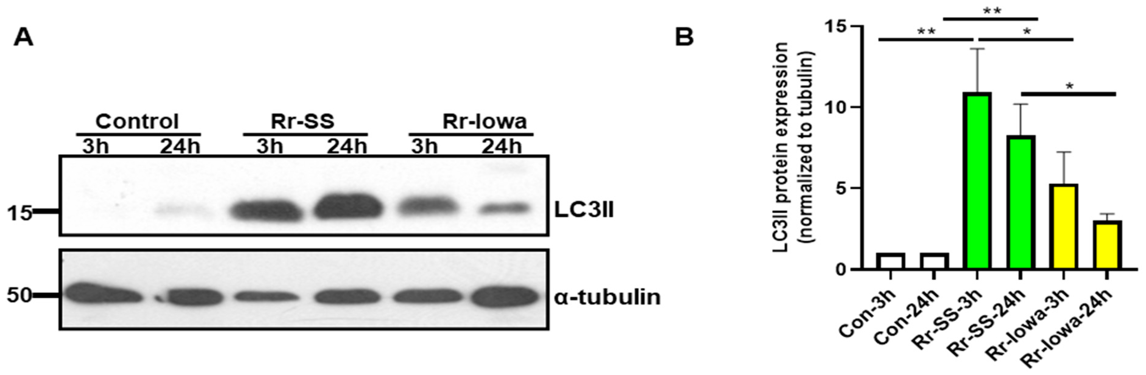 Microorganisms 12 00296 g004