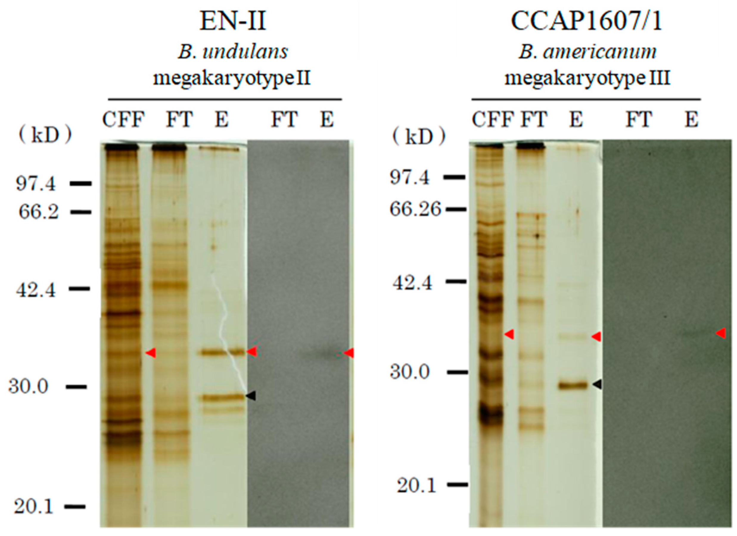 Microorganisms 12 00299 g002 Microorganisms 12 00299 g002
