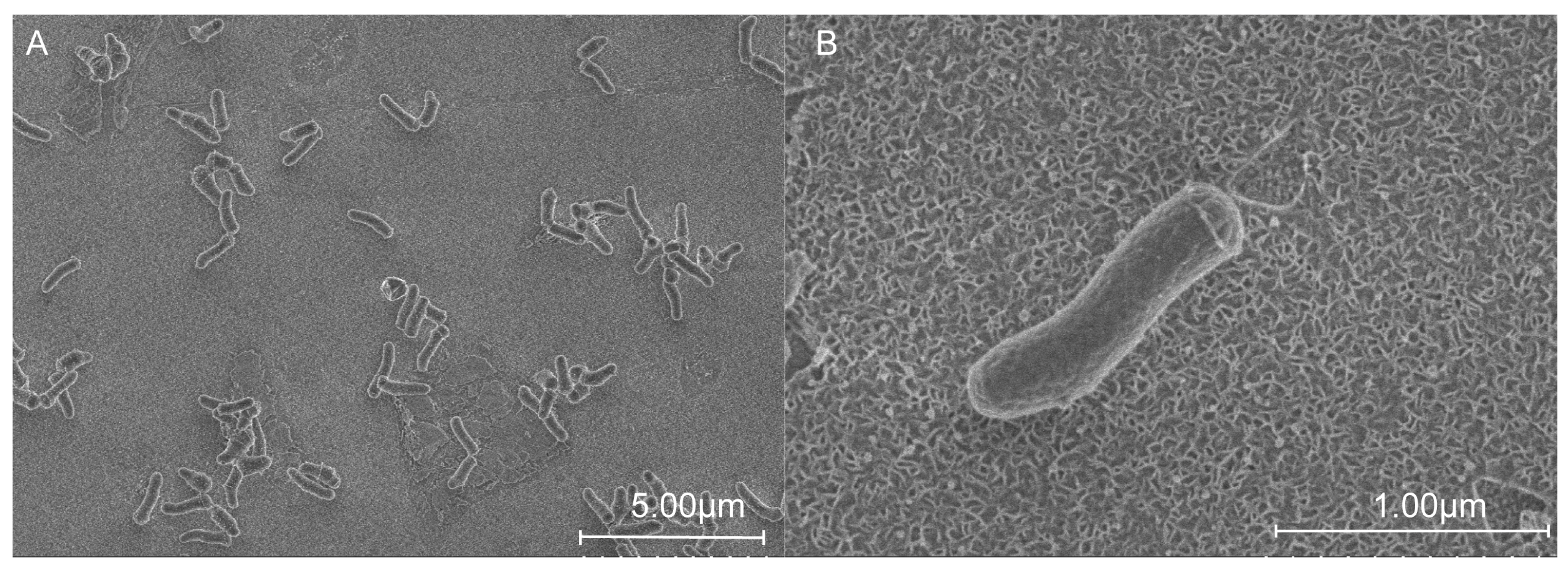 Microorganisms 12 00303 g001 Microorganisms 12 00303 g001