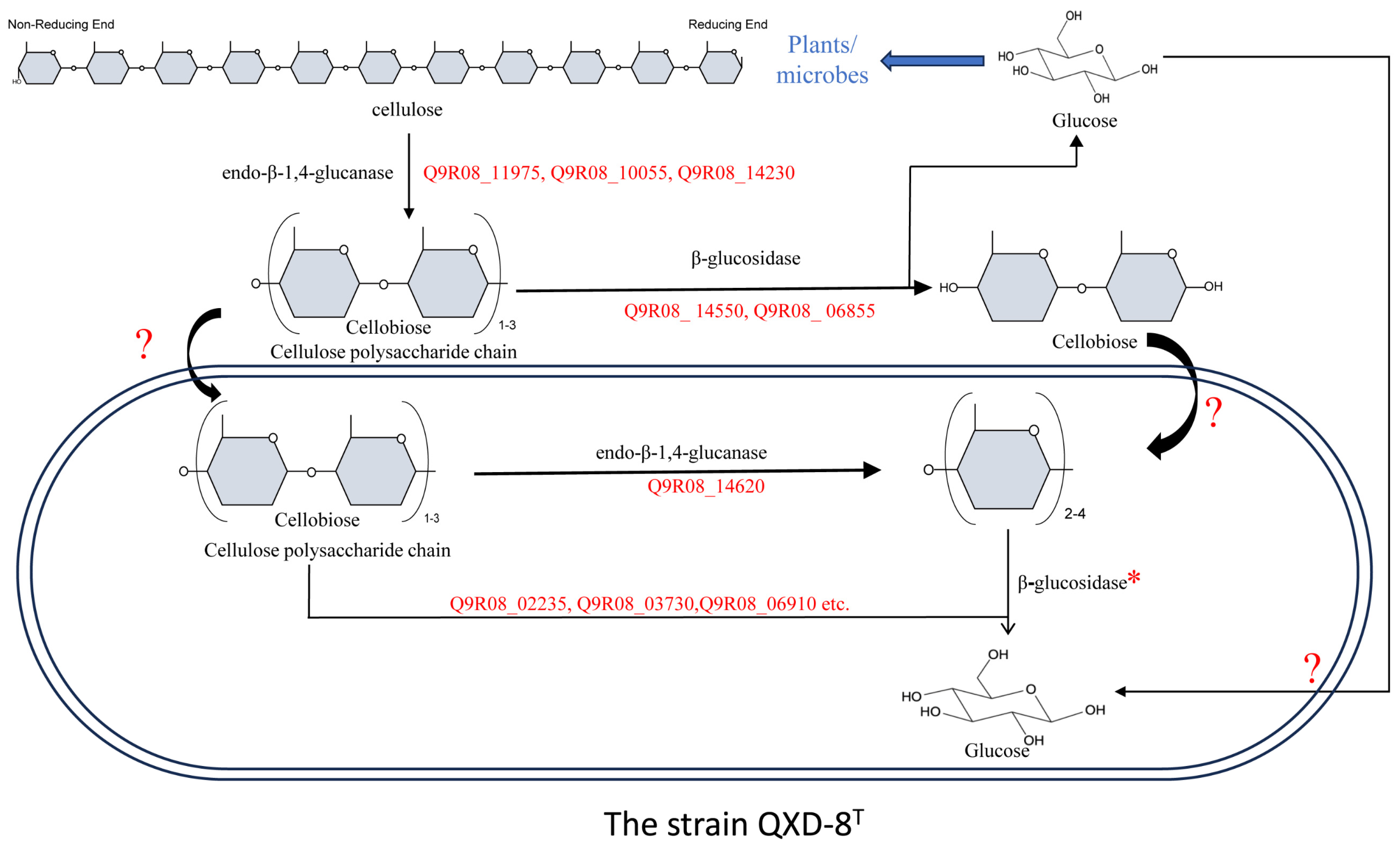 Microorganisms 12 00303 g008 Microorganisms 12 00303 g008