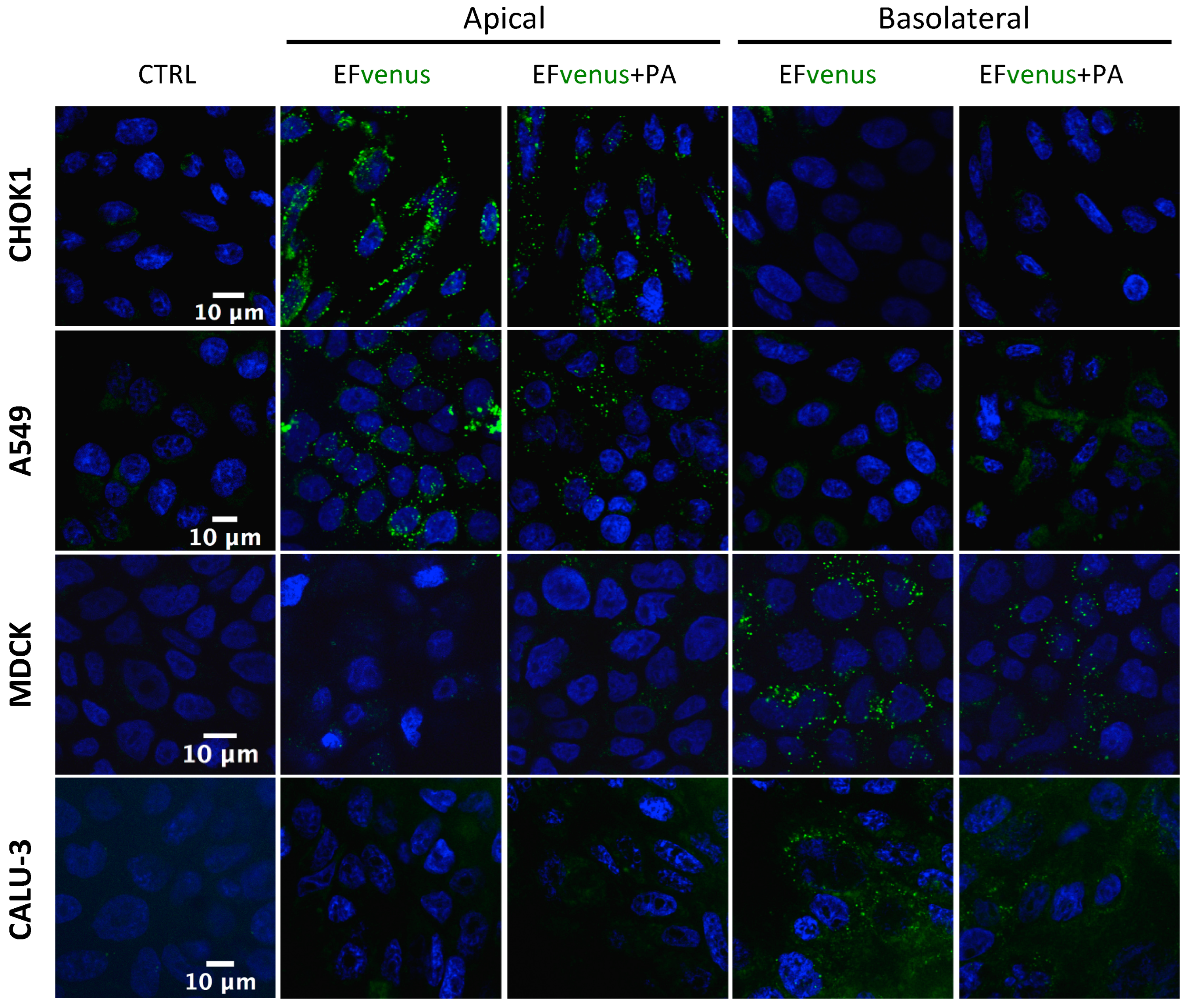 Microorganisms 12 00308 g004