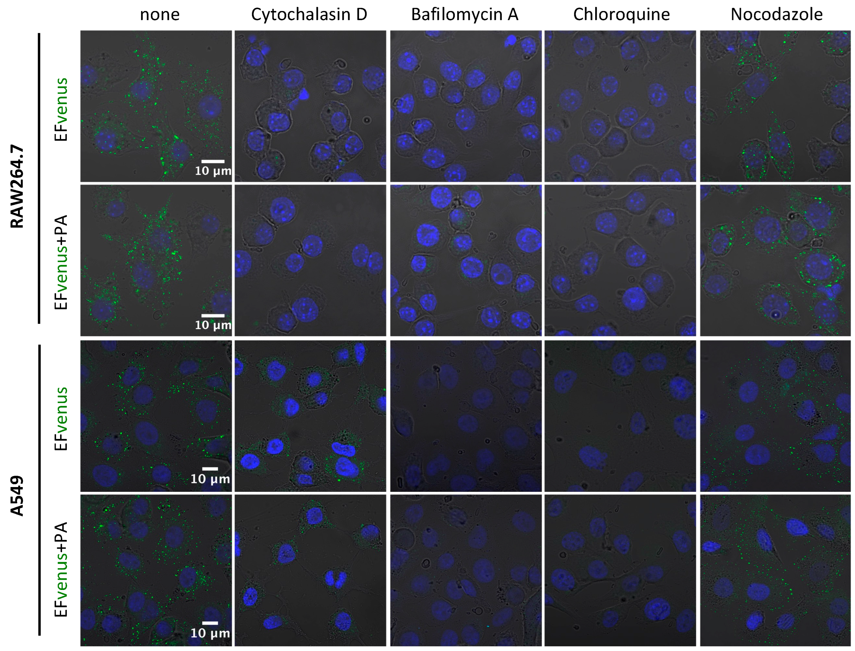 Microorganisms 12 00308 g007