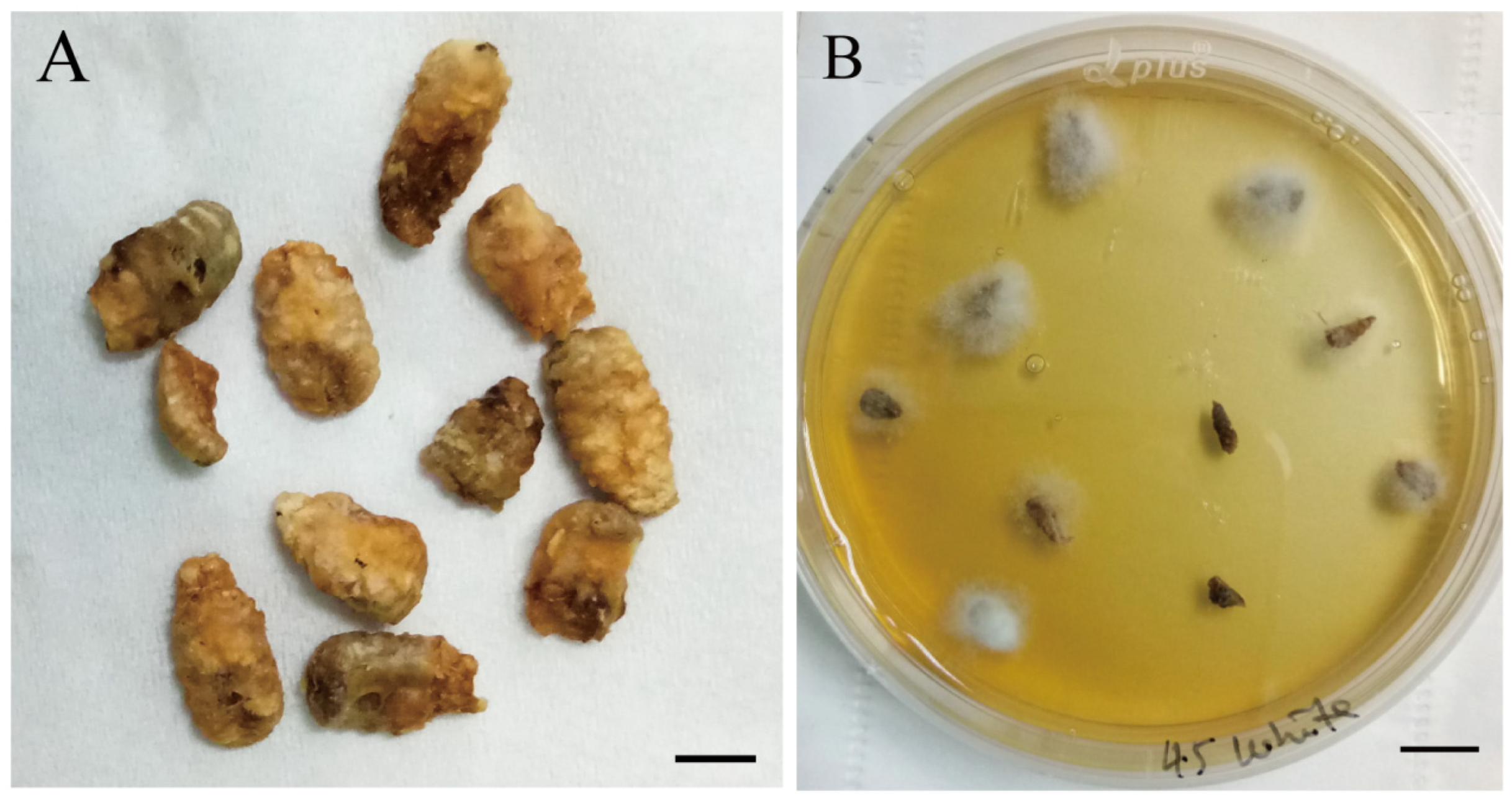 Microorganisms 12 00313 g001 Microorganisms 12 00313 g001