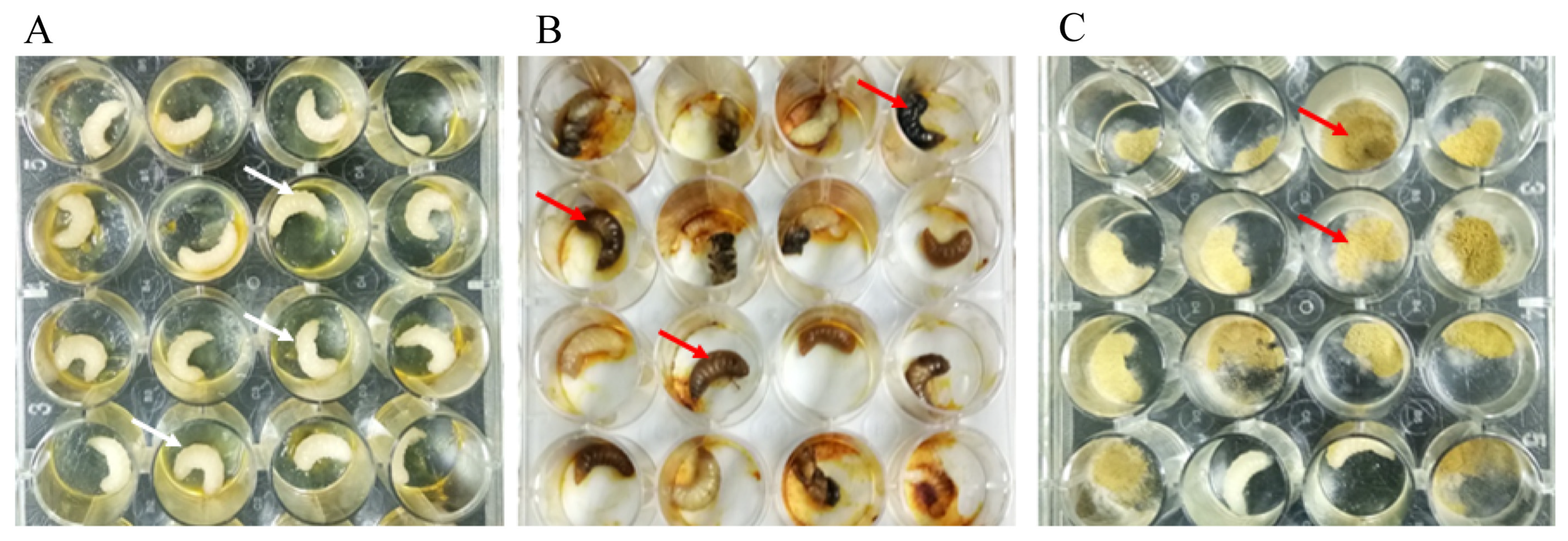Microorganisms 12 00313 g006 Microorganisms 12 00313 g006