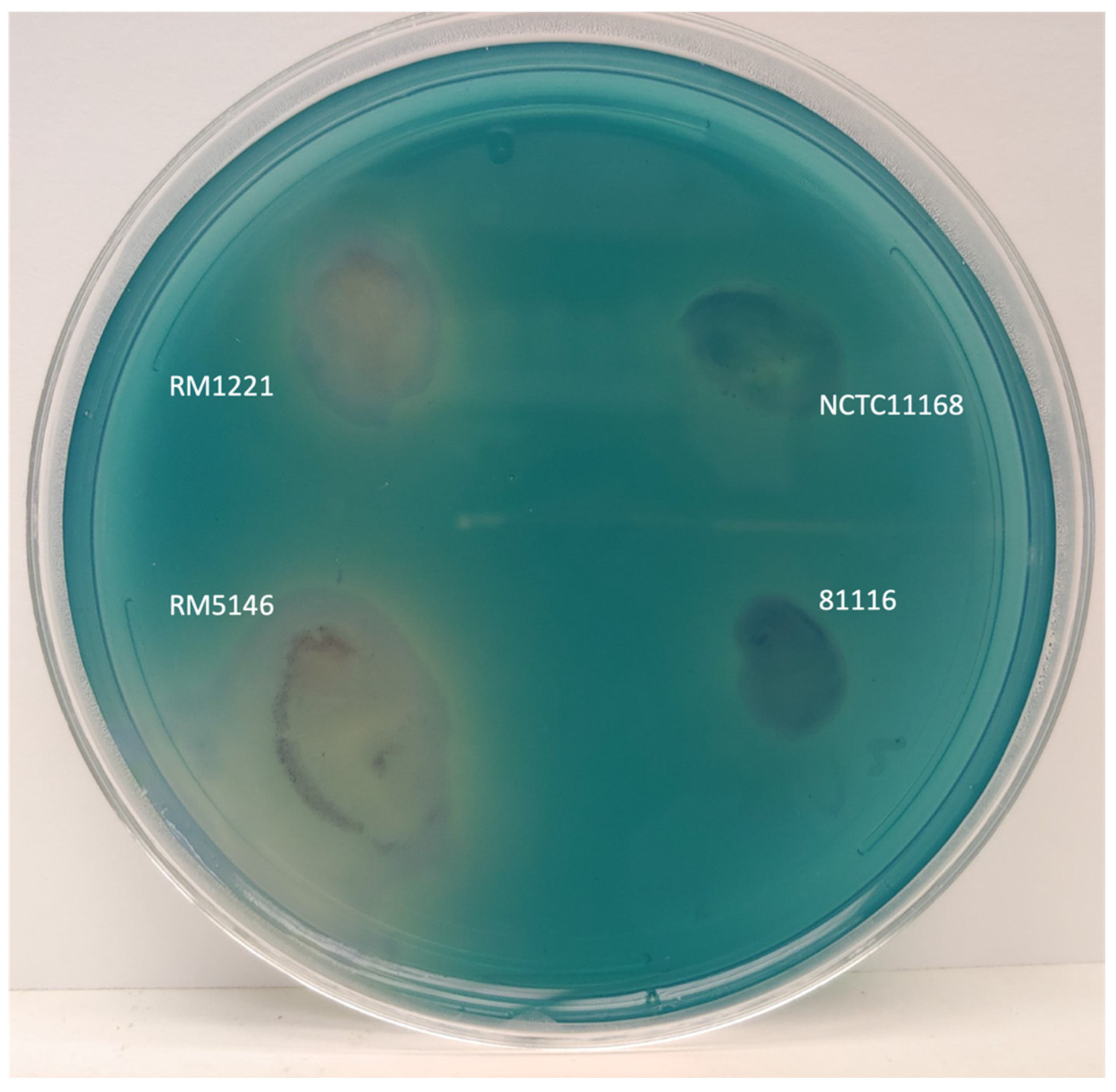 Microorganisms 12 00327 g001