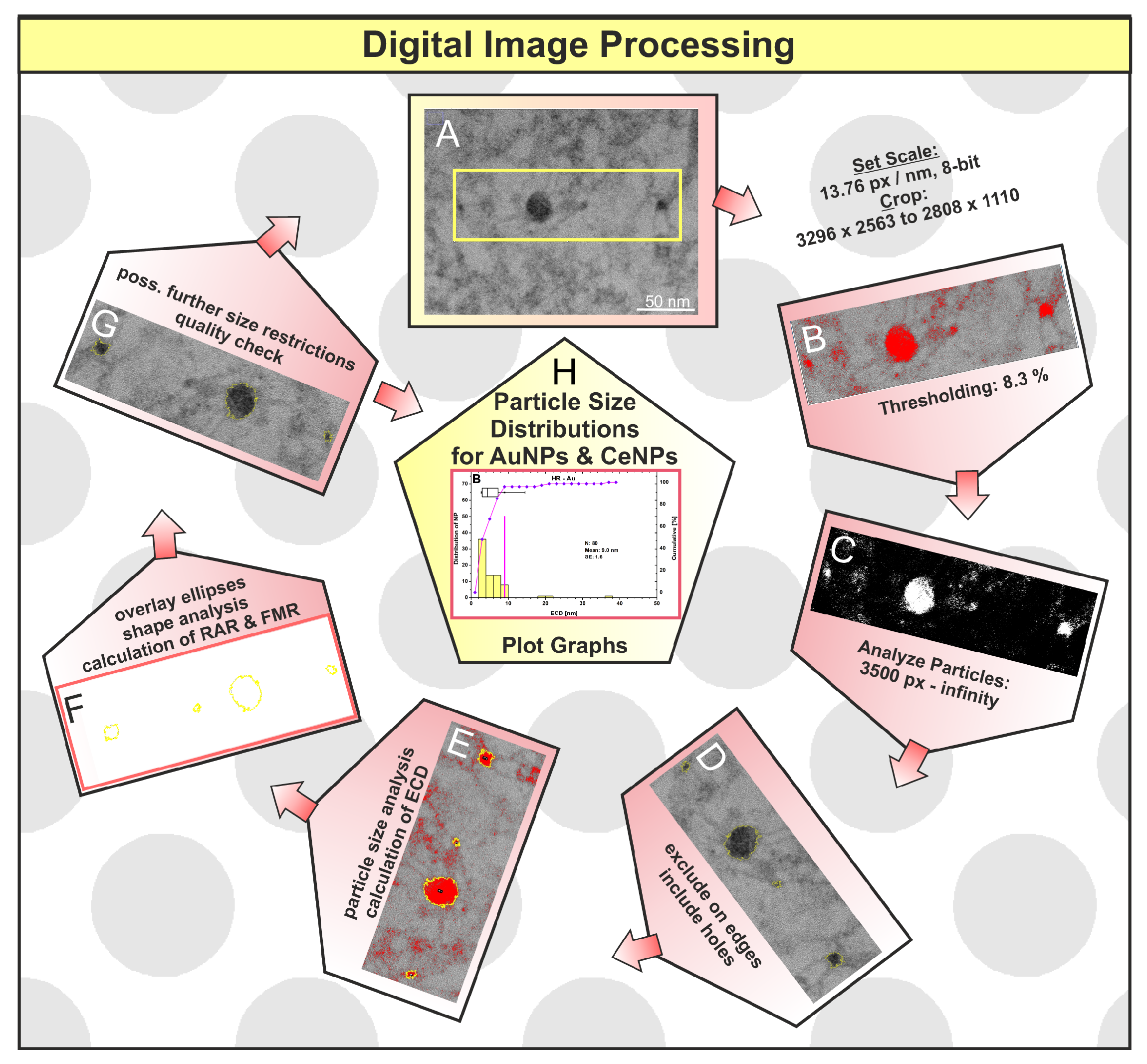 Microorganisms 12 00330 g001