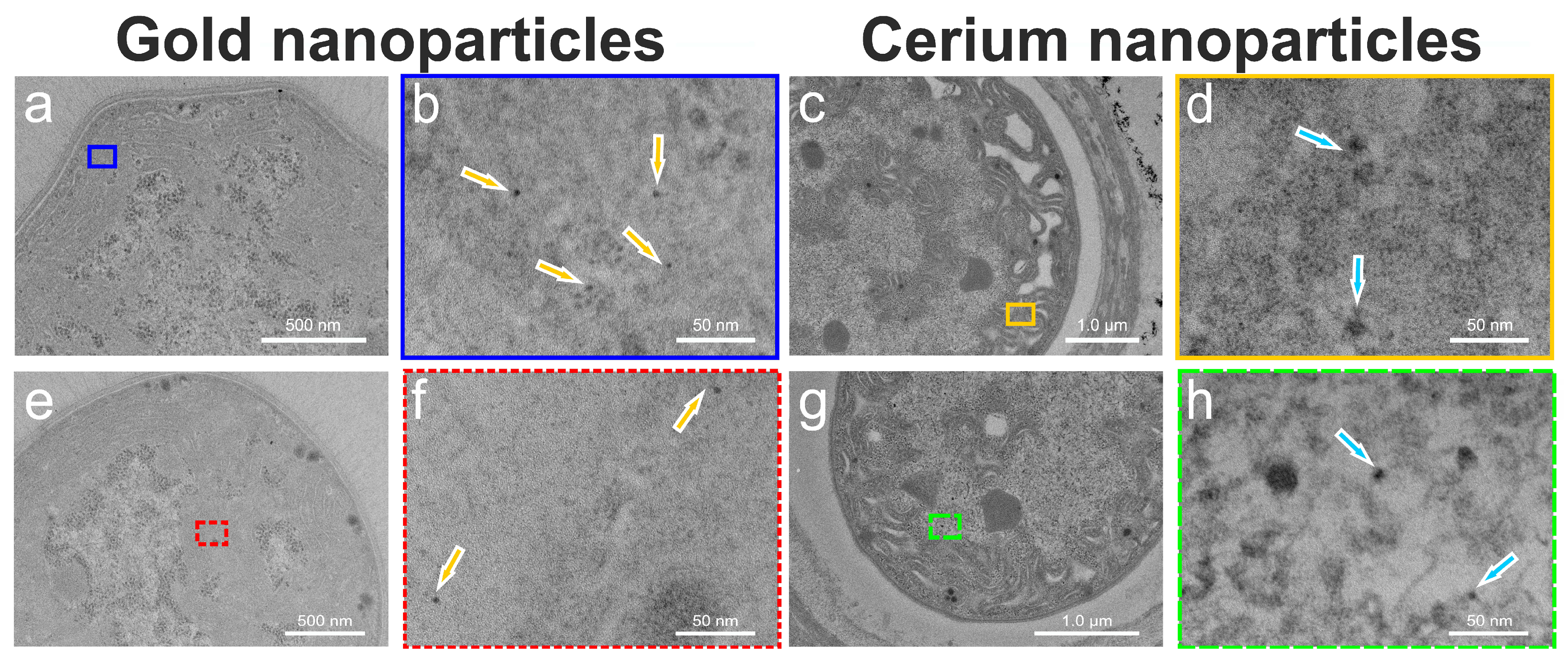 Microorganisms 12 00330 g002