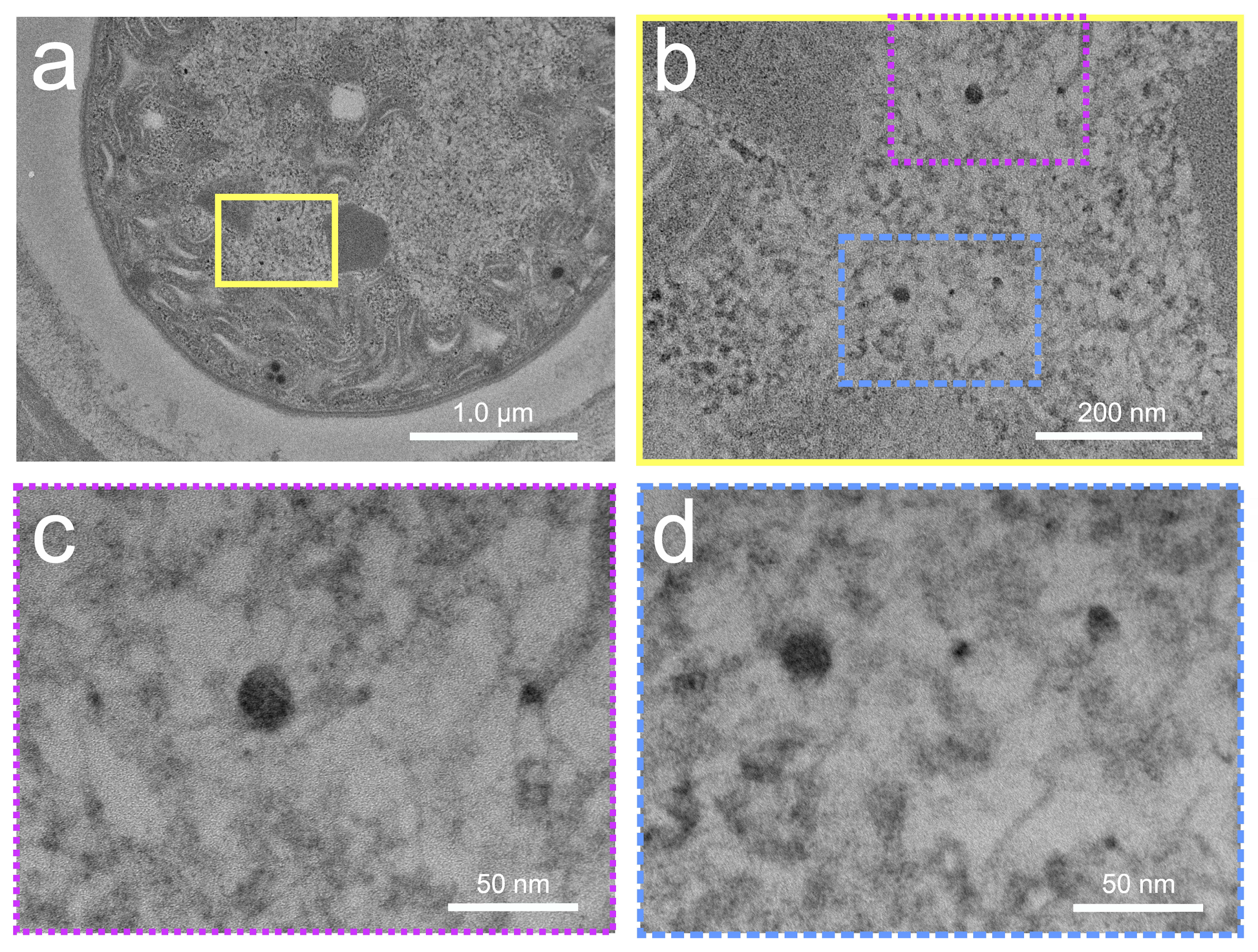 Microorganisms 12 00330 g010