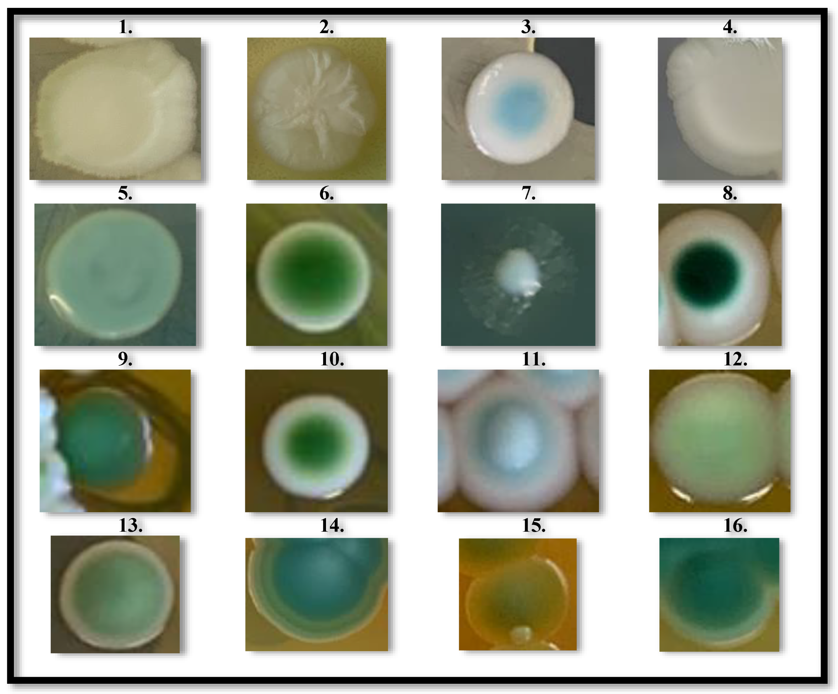 Microorganisms 12 00340 g001