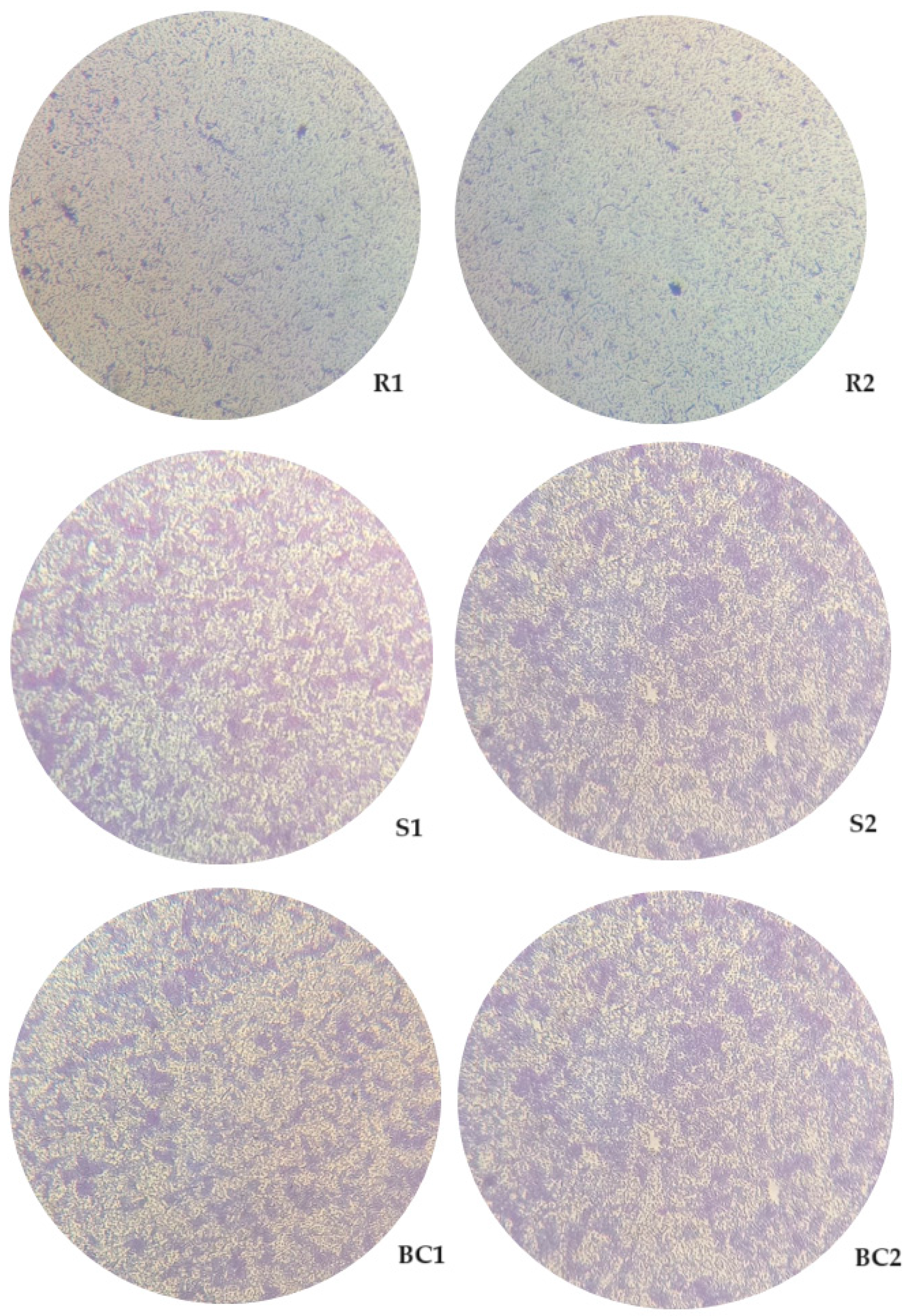 Microorganisms 12 00366 g006 Microorganisms 12 00366 g006