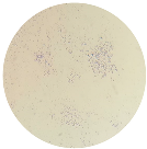 Microorganisms 12 00366 i003 Microorganisms 12 00366 i003