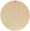 Microorganisms 12 00366 i005 Microorganisms 12 00366 i005