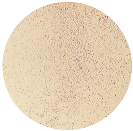 Microorganisms 12 00366 i007 Microorganisms 12 00366 i007