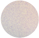 Microorganisms 12 00366 i008 Microorganisms 12 00366 i008