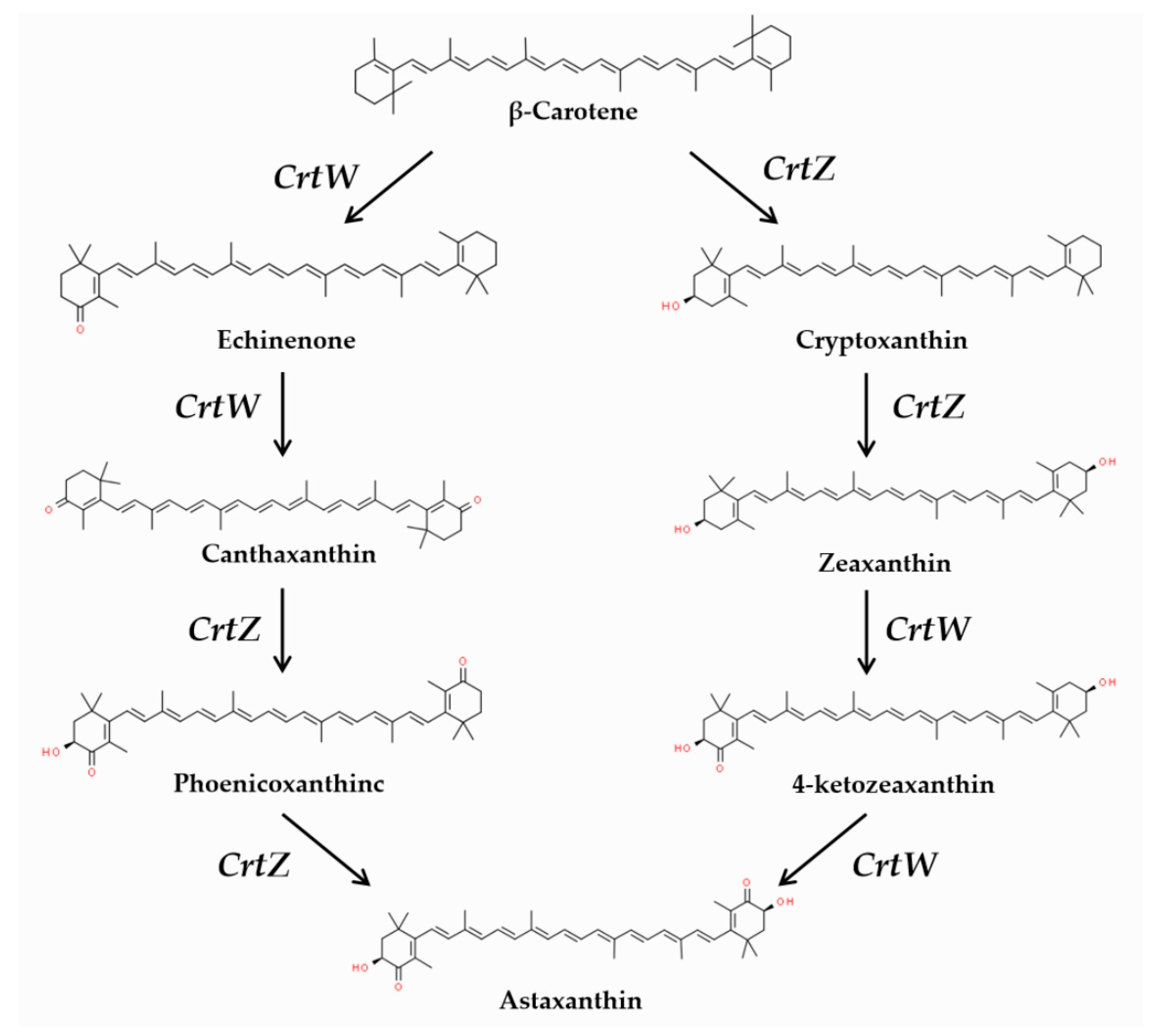Microorganisms 12 00377 g001
