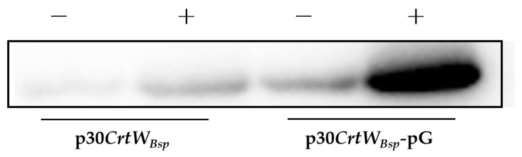 Microorganisms 12 00377 g005