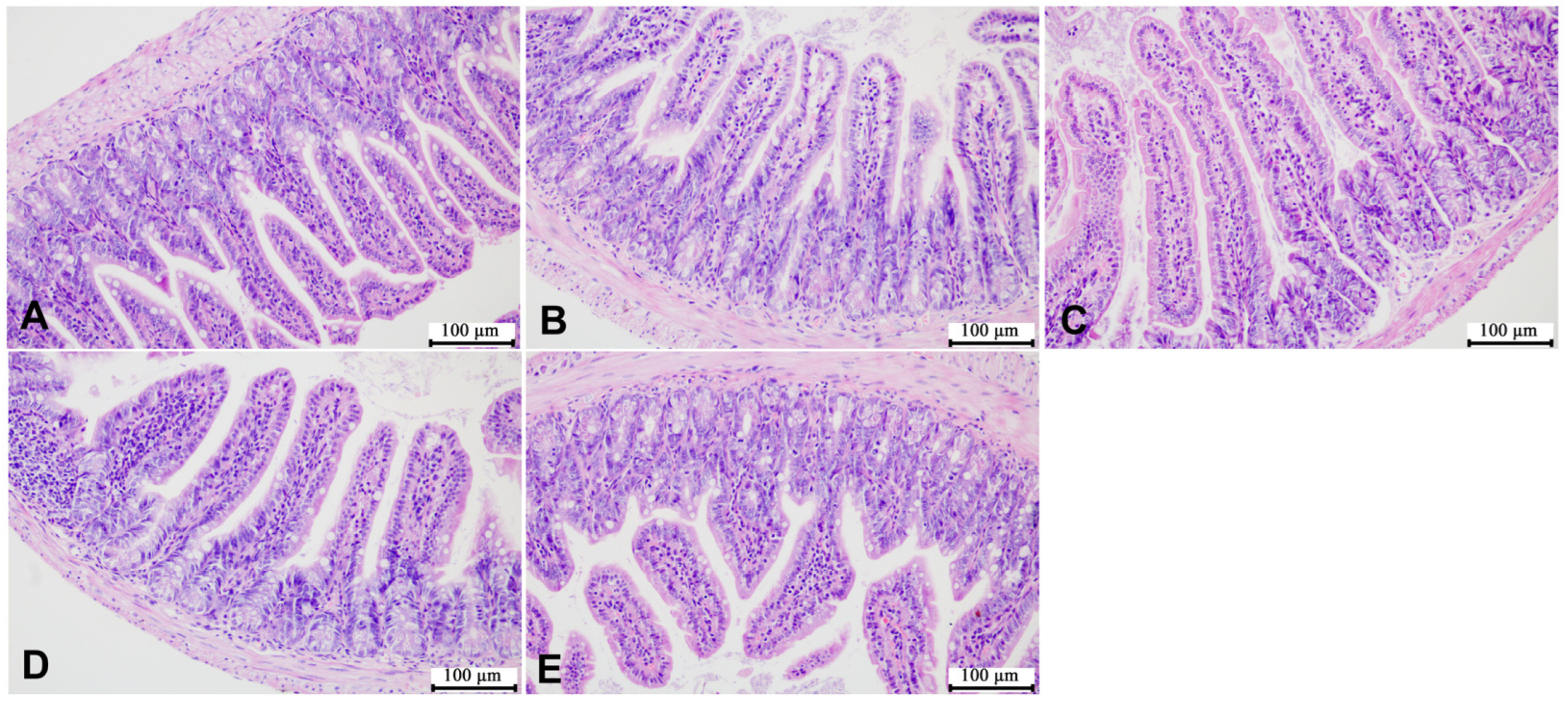 Microorganisms 12 00381 g008