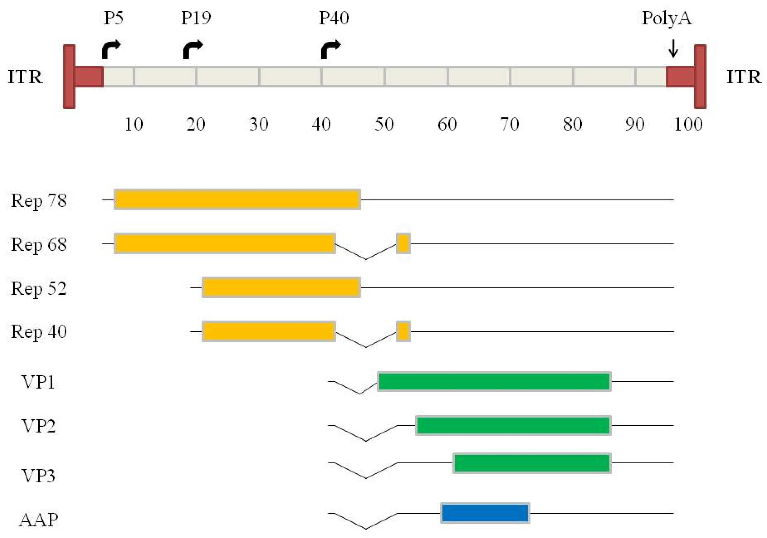 Microorganisms 12 00384 g001
