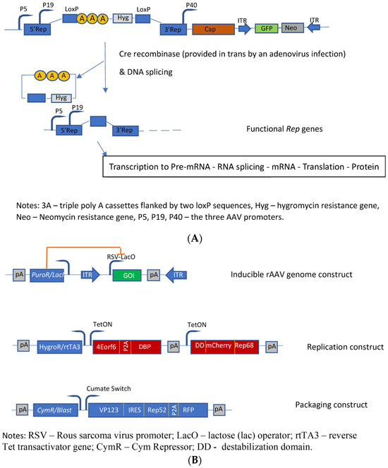 Microorganisms 12 00384 g004