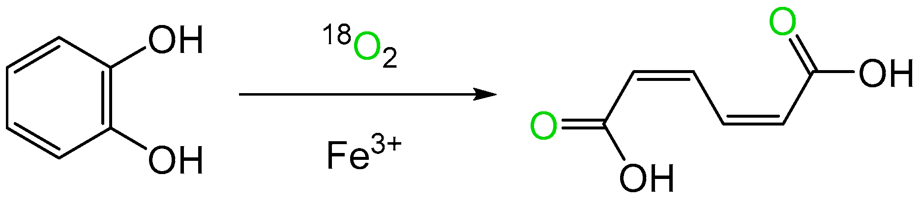 Microorganisms 12 00389 g001