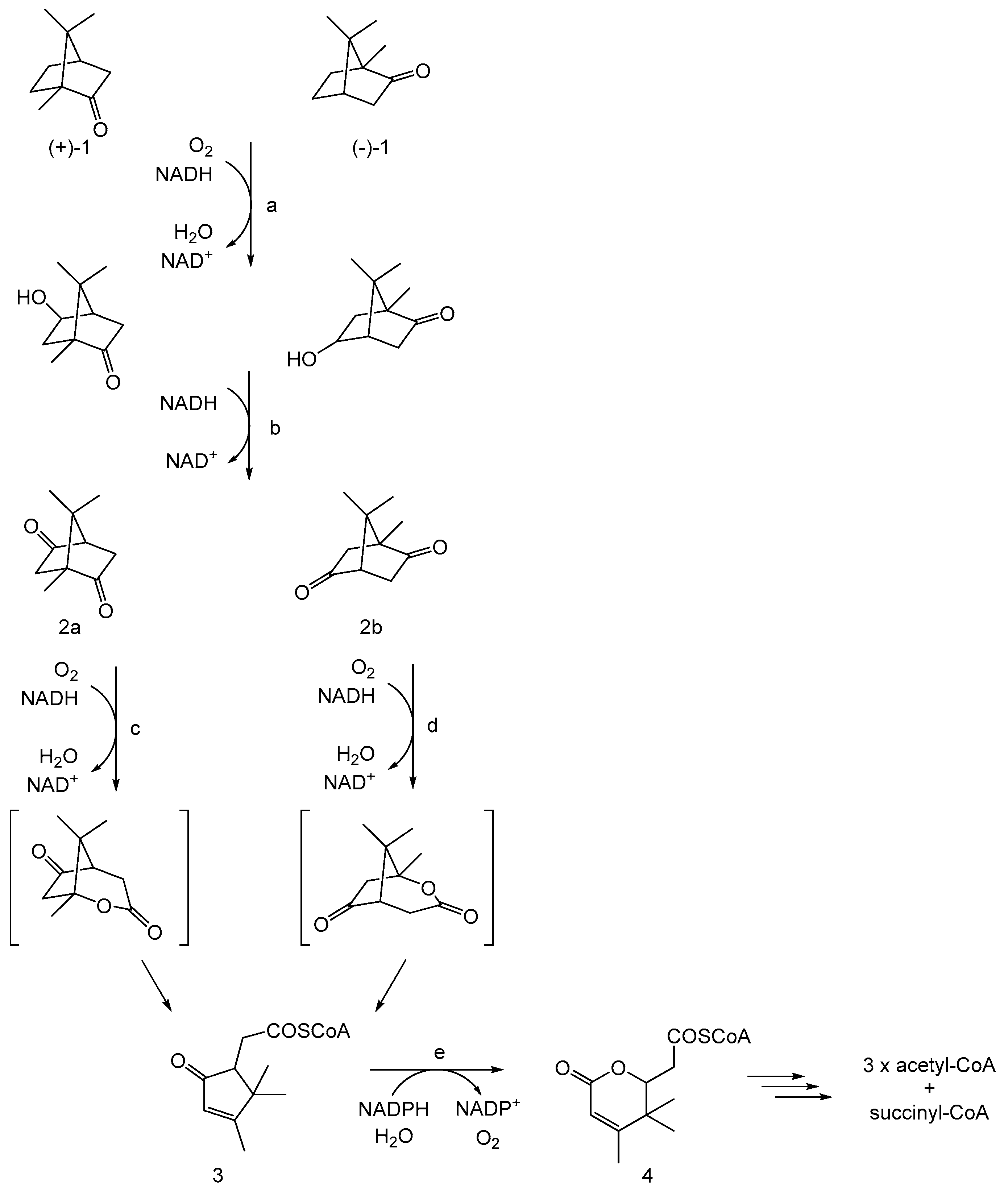 Microorganisms 12 00389 g002