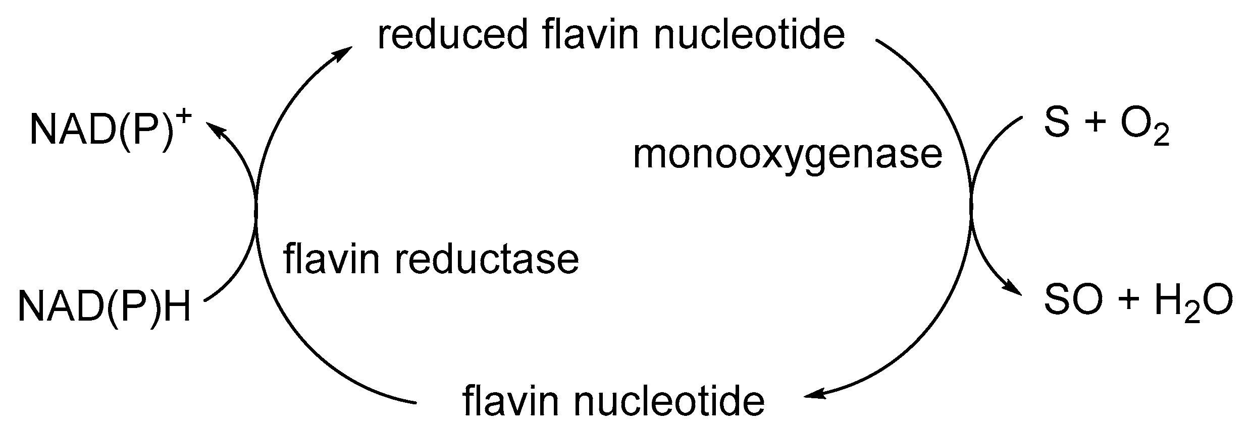 Microorganisms 12 00389 g005