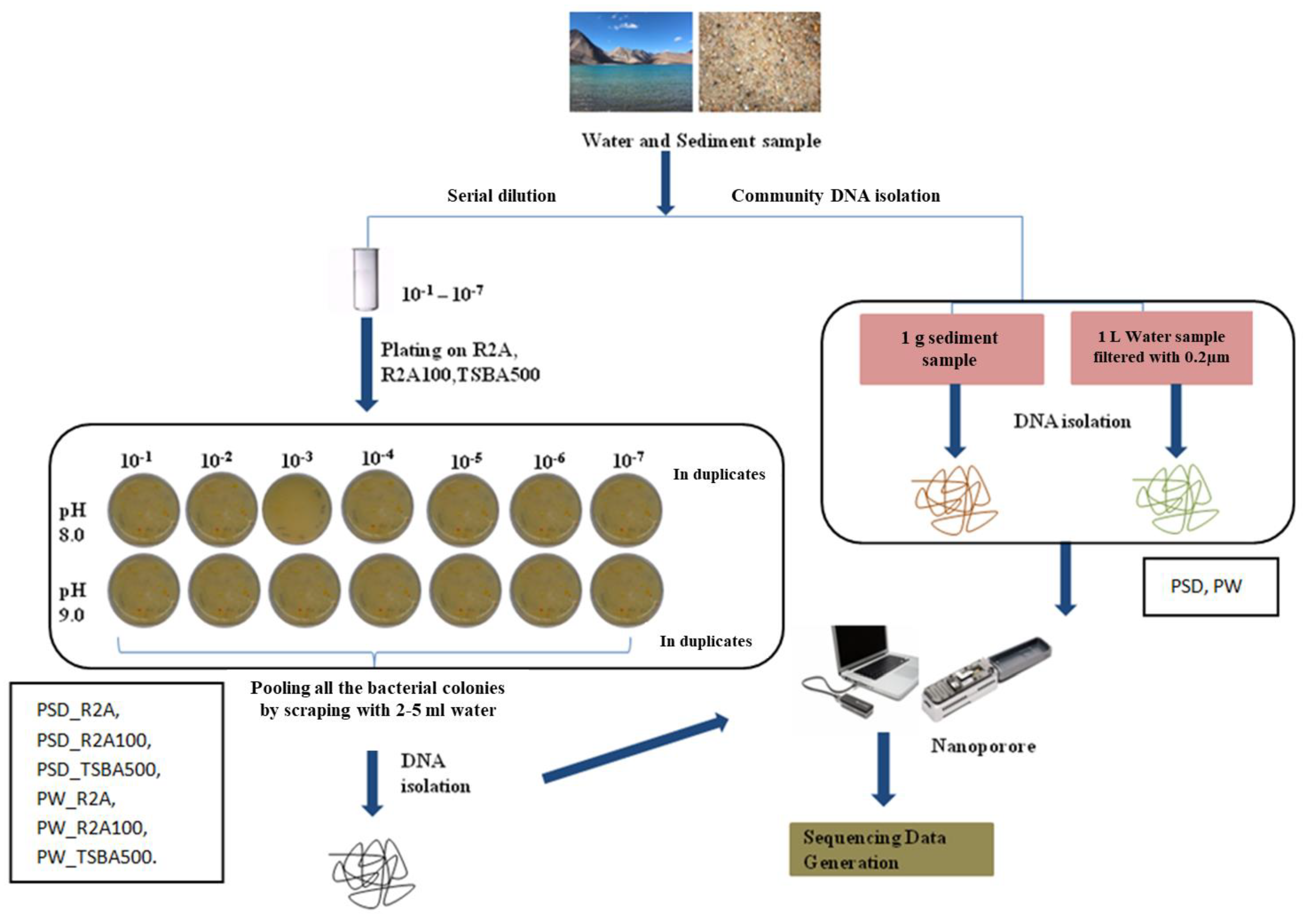 Microorganisms 12 00397 g001