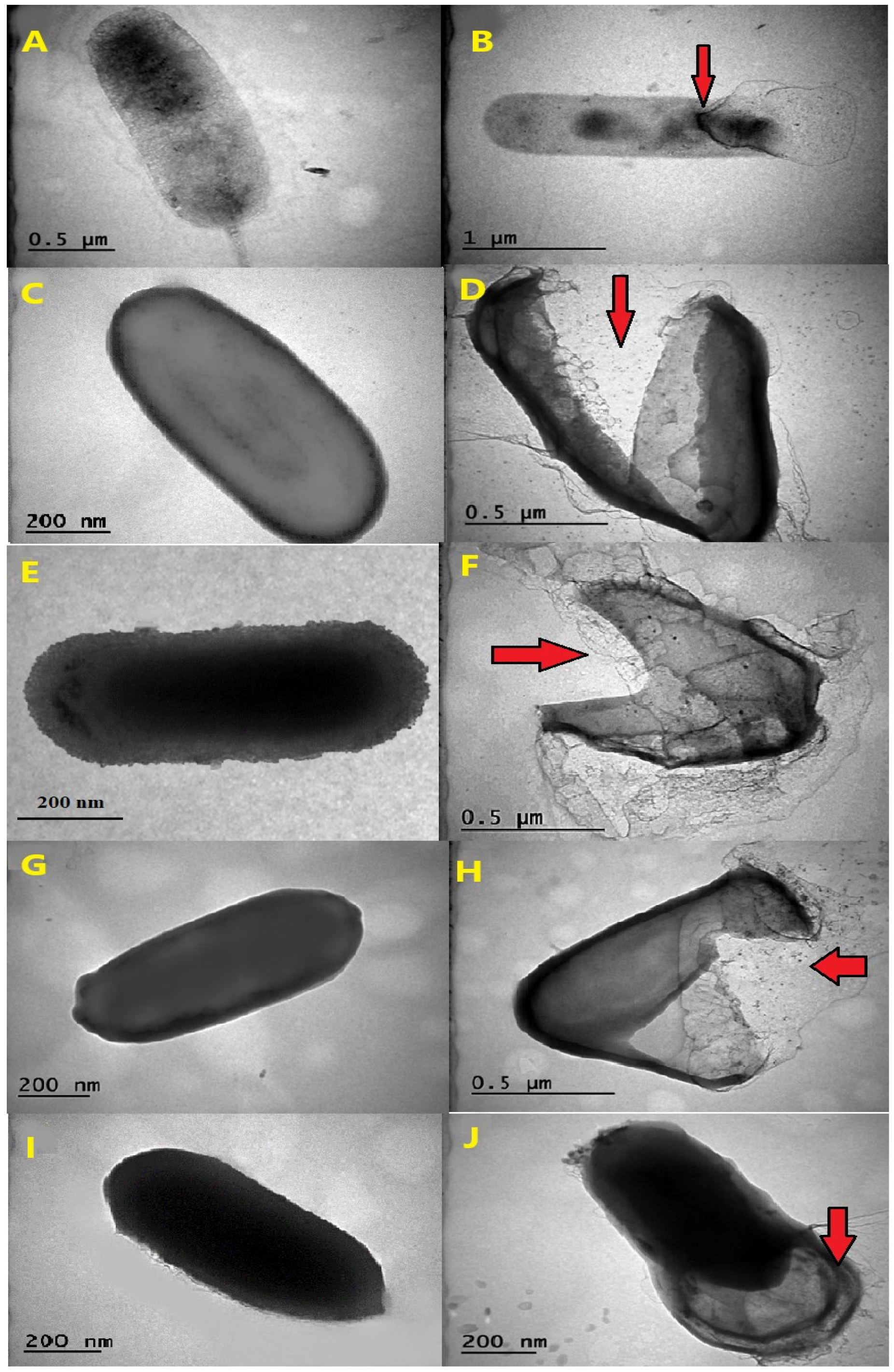 Microorganisms 12 00402 g002