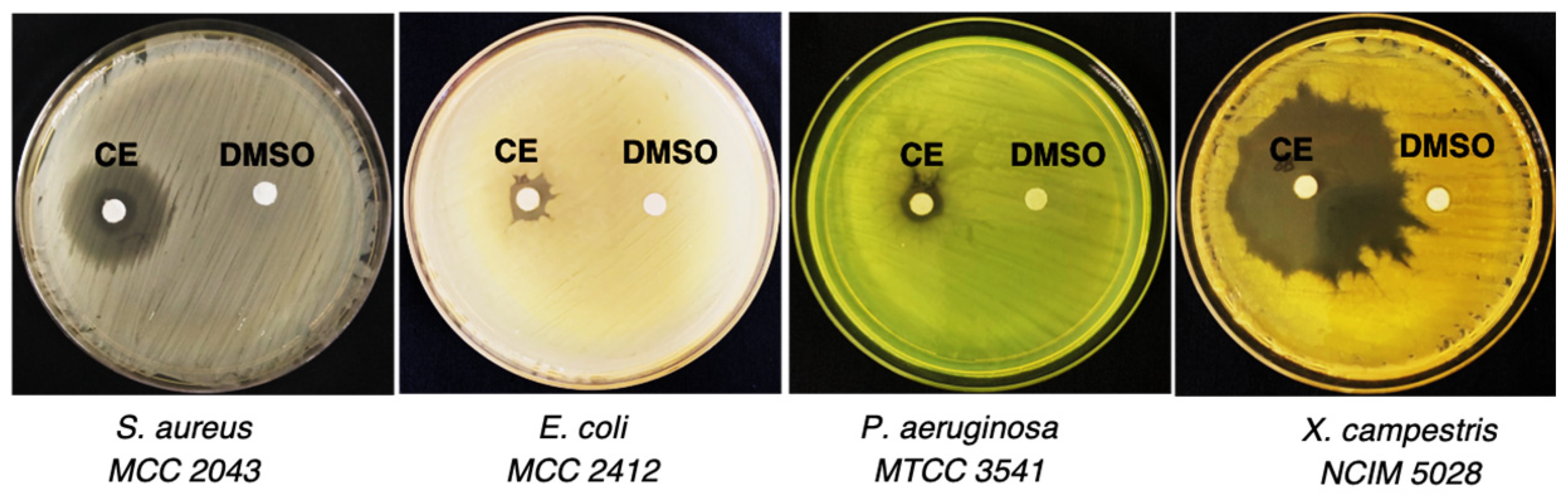 Microorganisms 12 00413 g001
