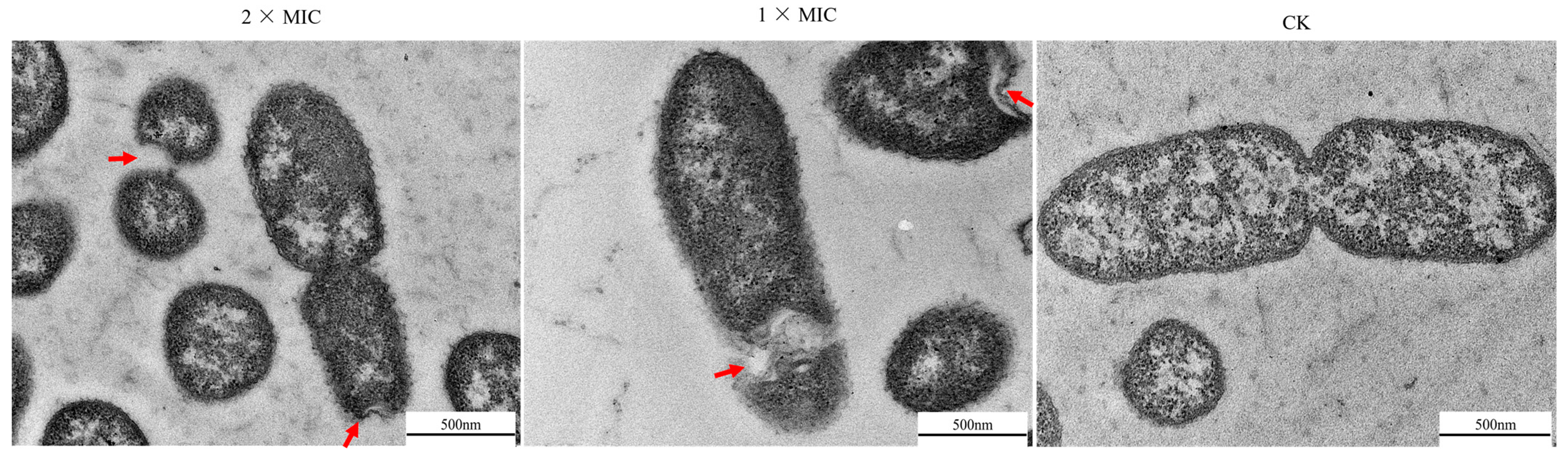 Microorganisms 12 00415 g005