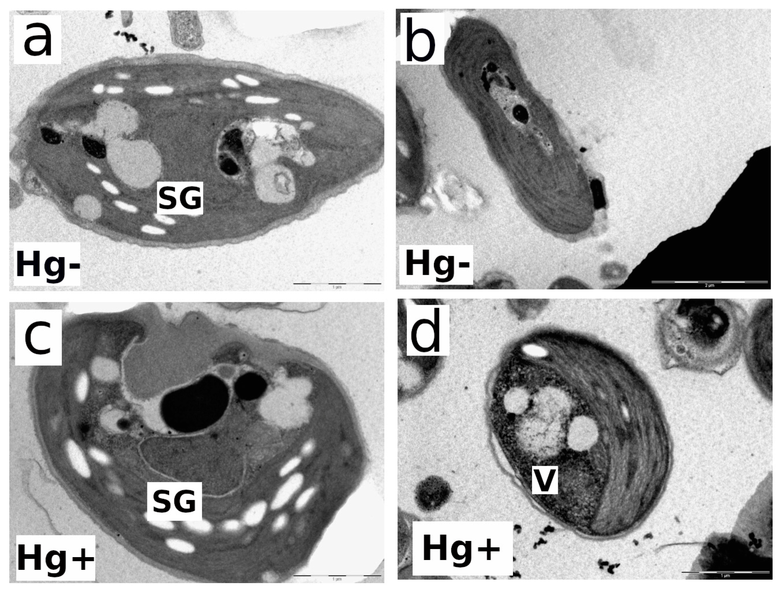 Microorganisms 12 00434 g005