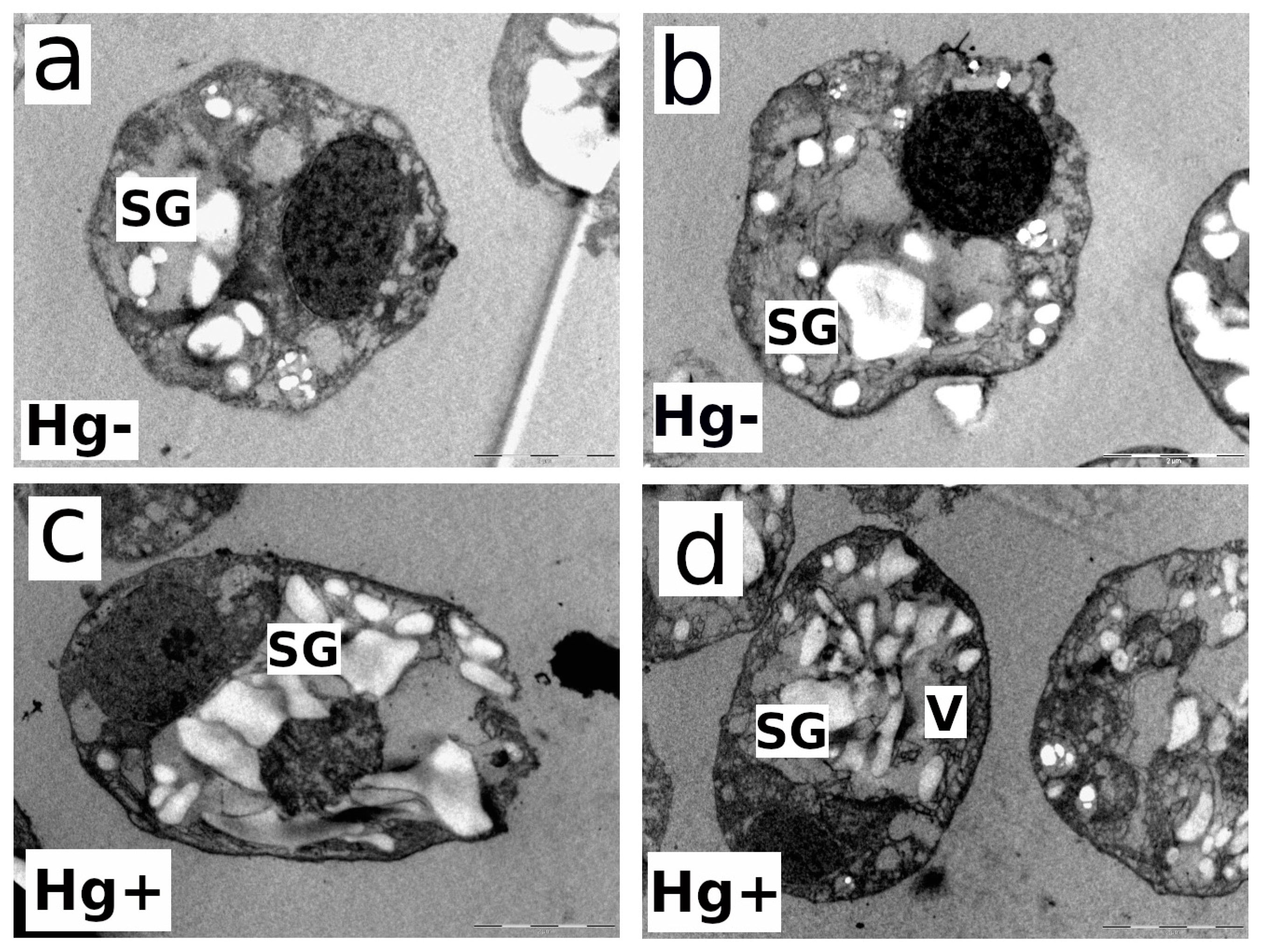 Microorganisms 12 00434 g006