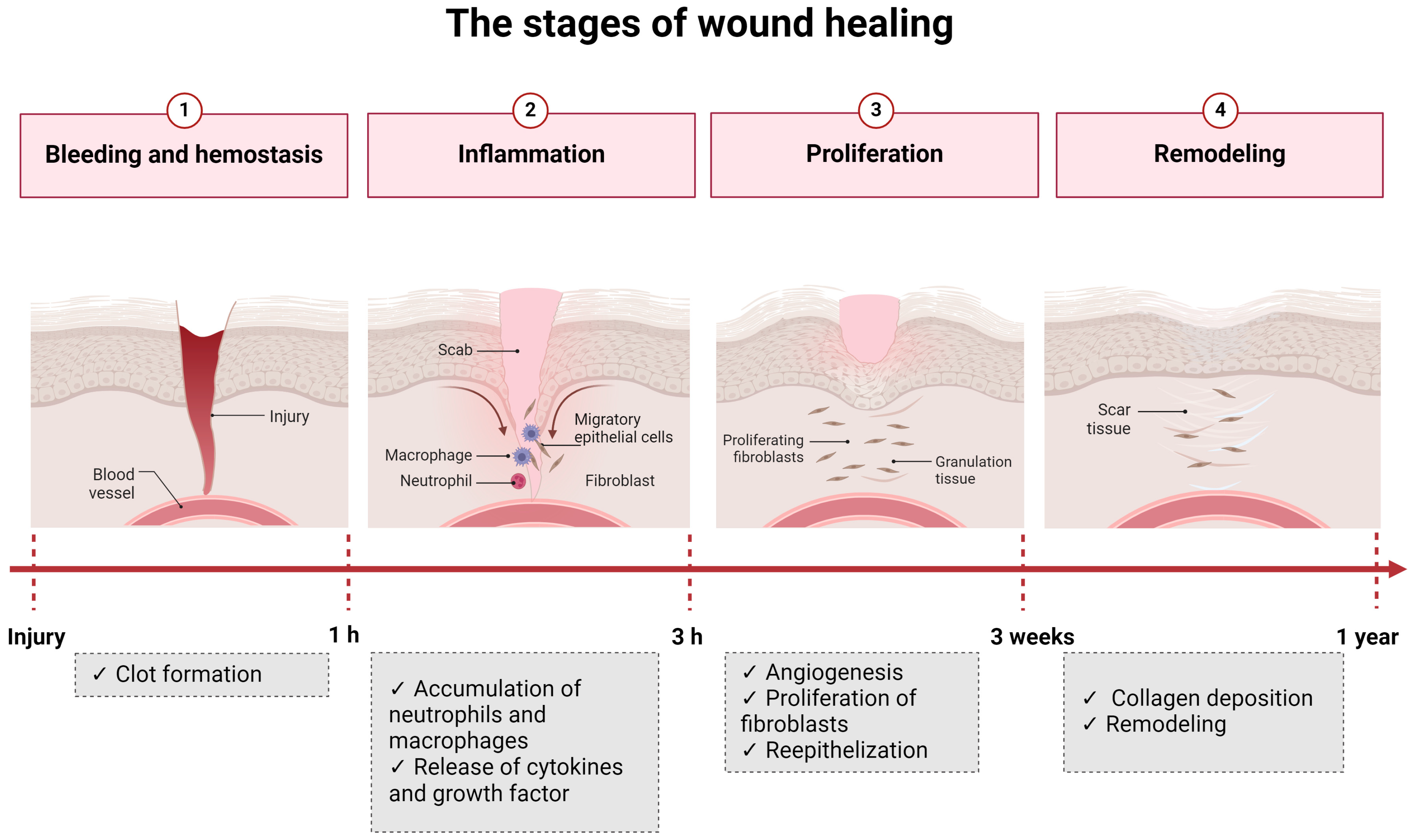 Microorganisms 12 00438 g002