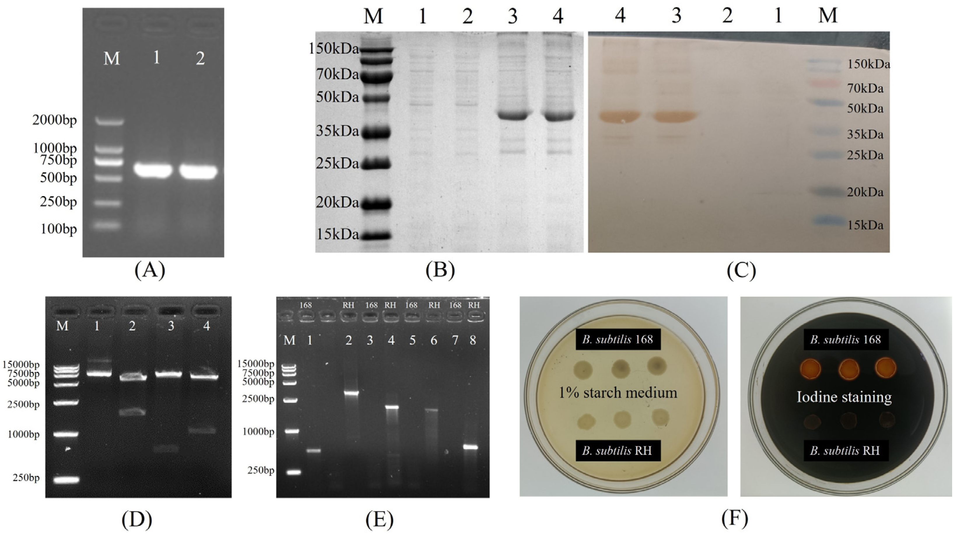 Microorganisms 12 00439 g003