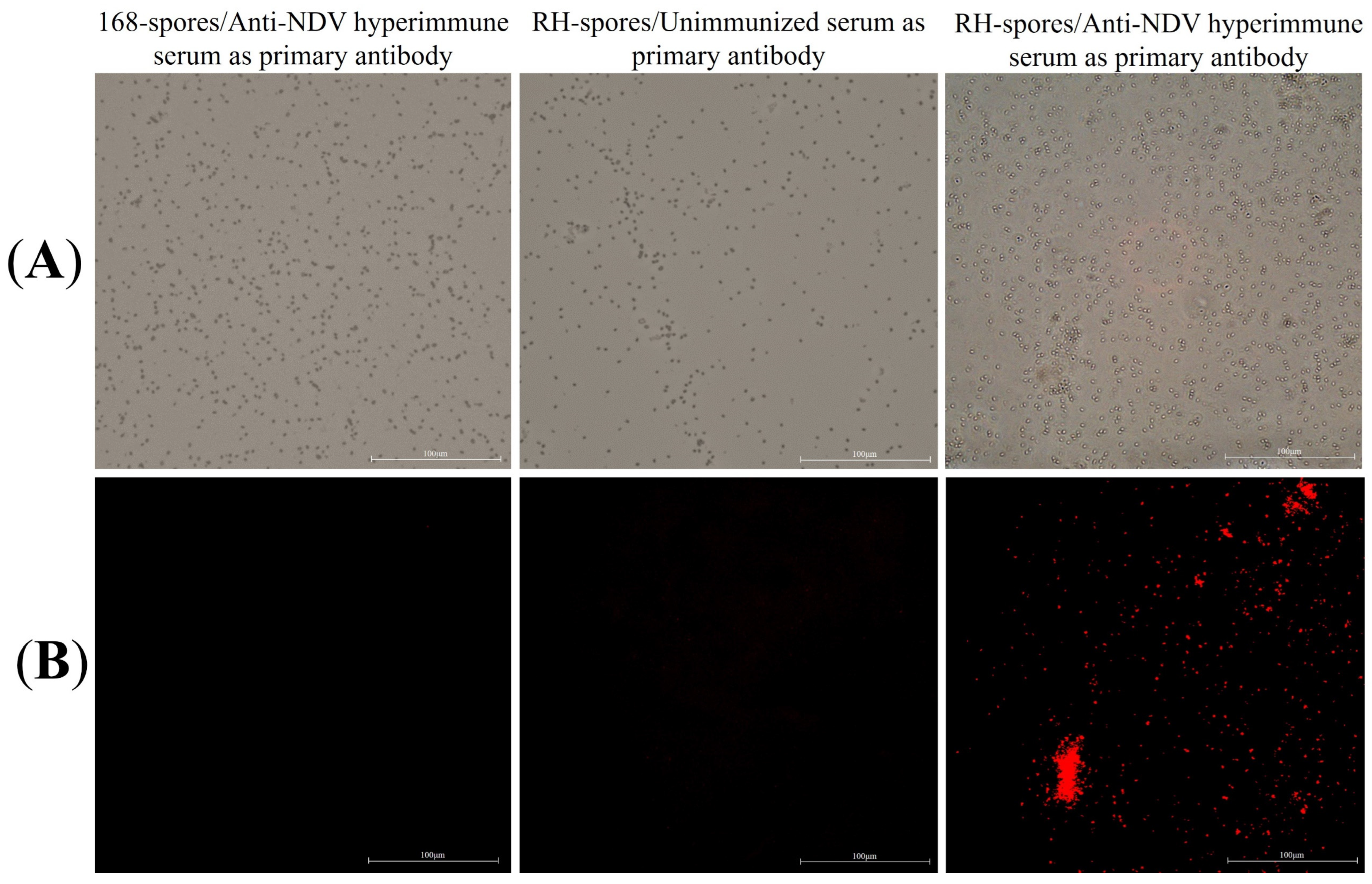 Microorganisms 12 00439 g004