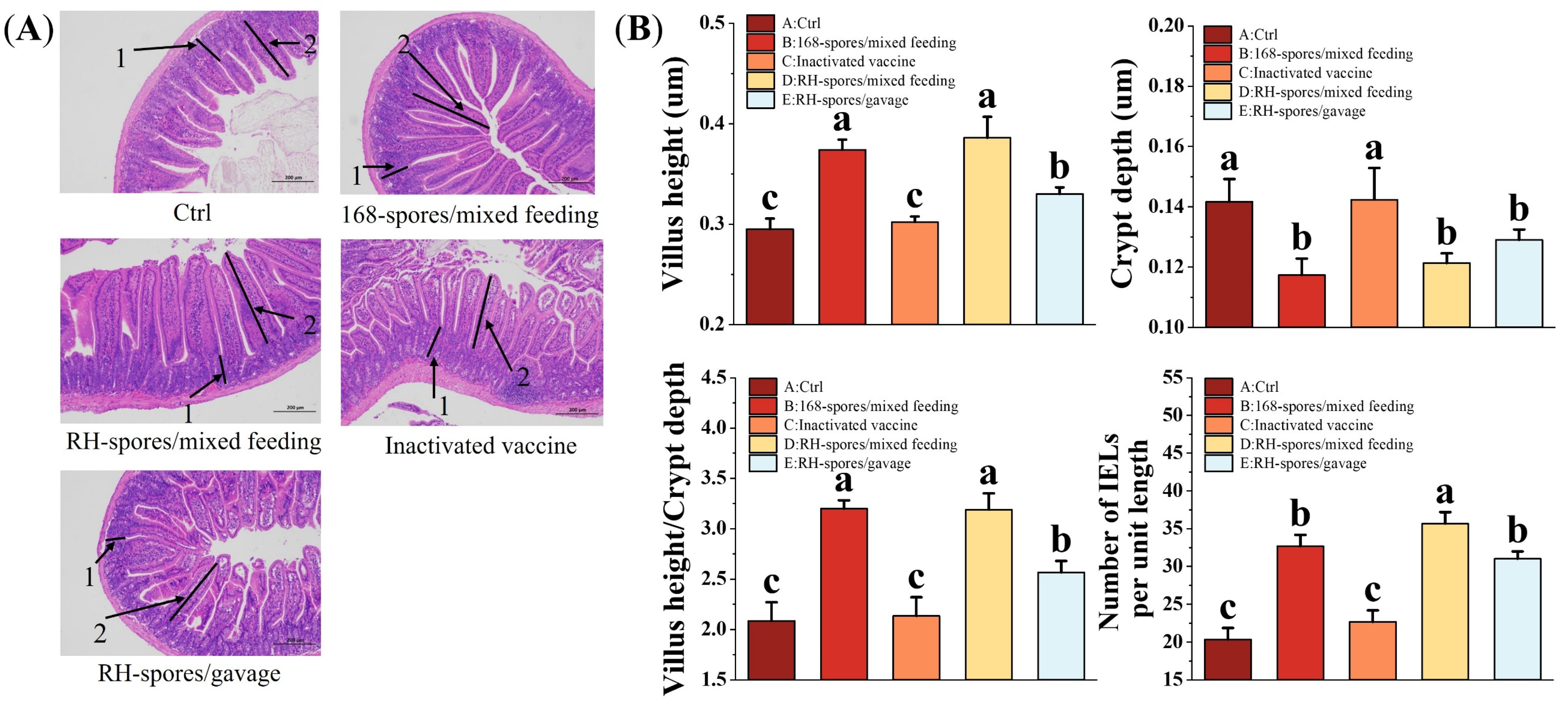 Microorganisms 12 00439 g008