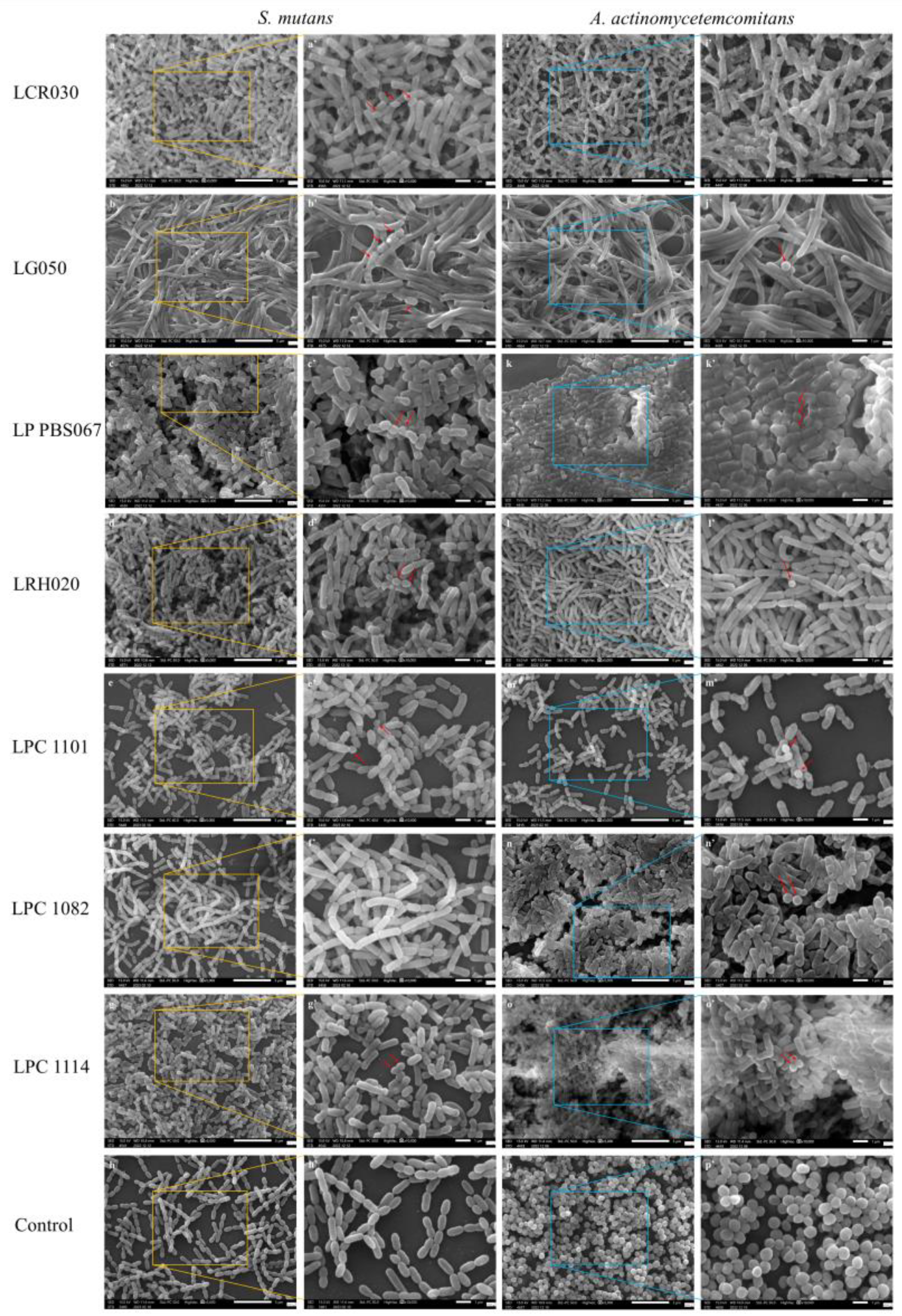 Microorganisms 12 00441 g003