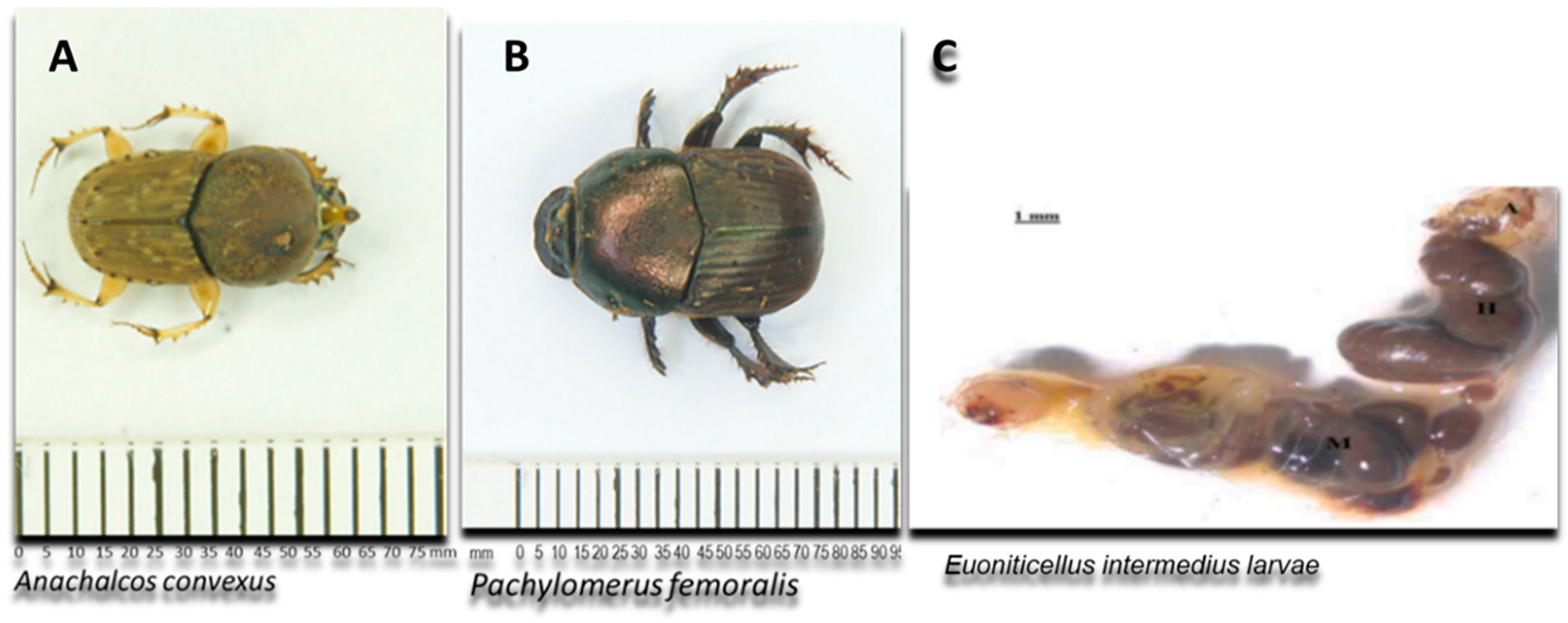 Microorganisms 12 00445 g001