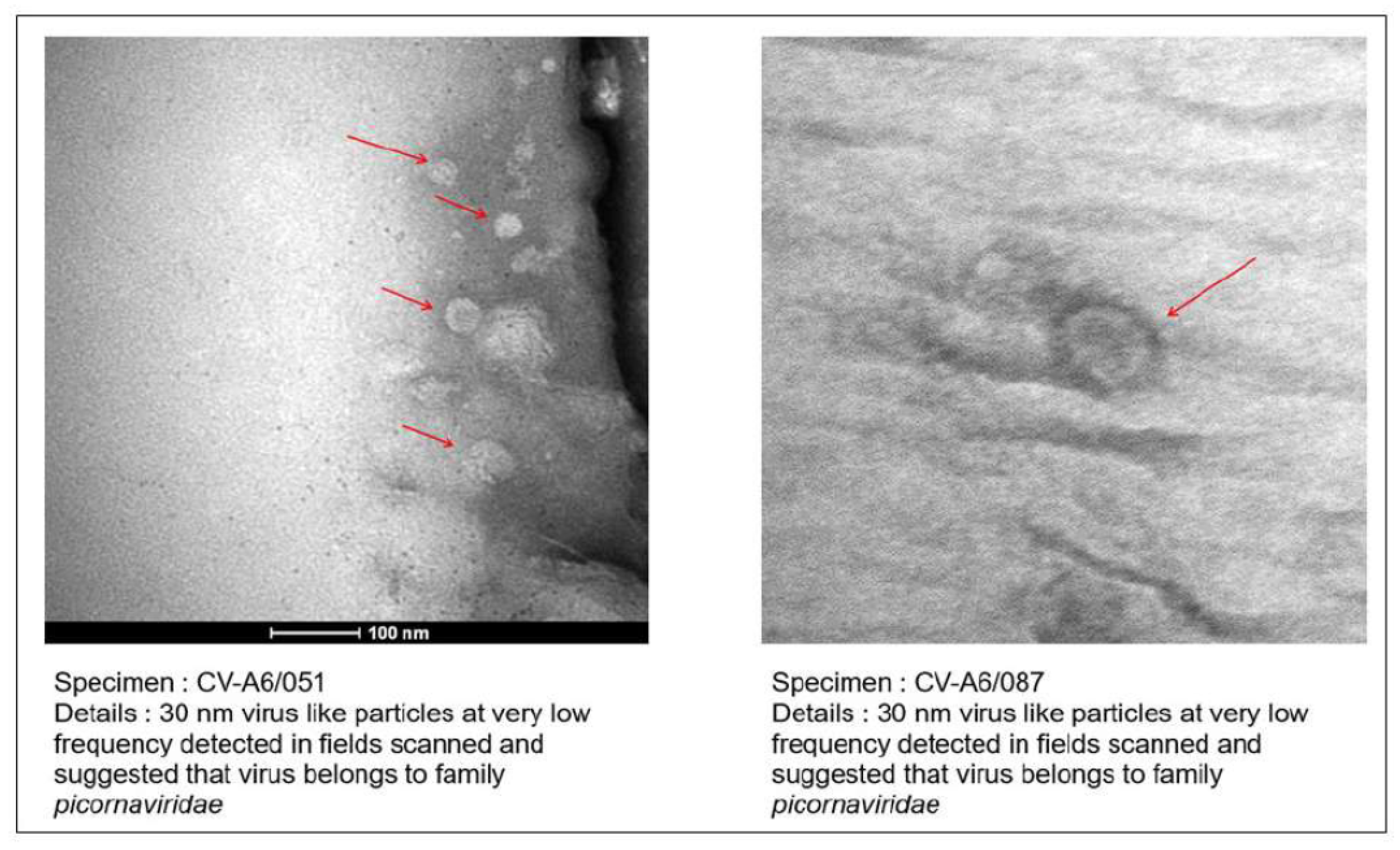 Microorganisms 12 00490 g002