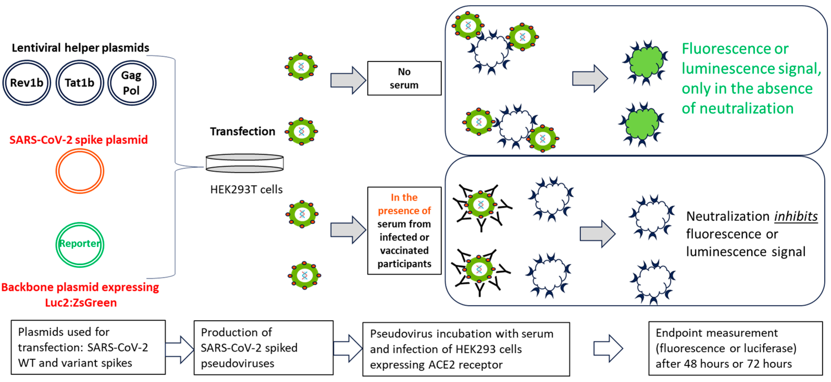 Microorganisms 12 00501 g001