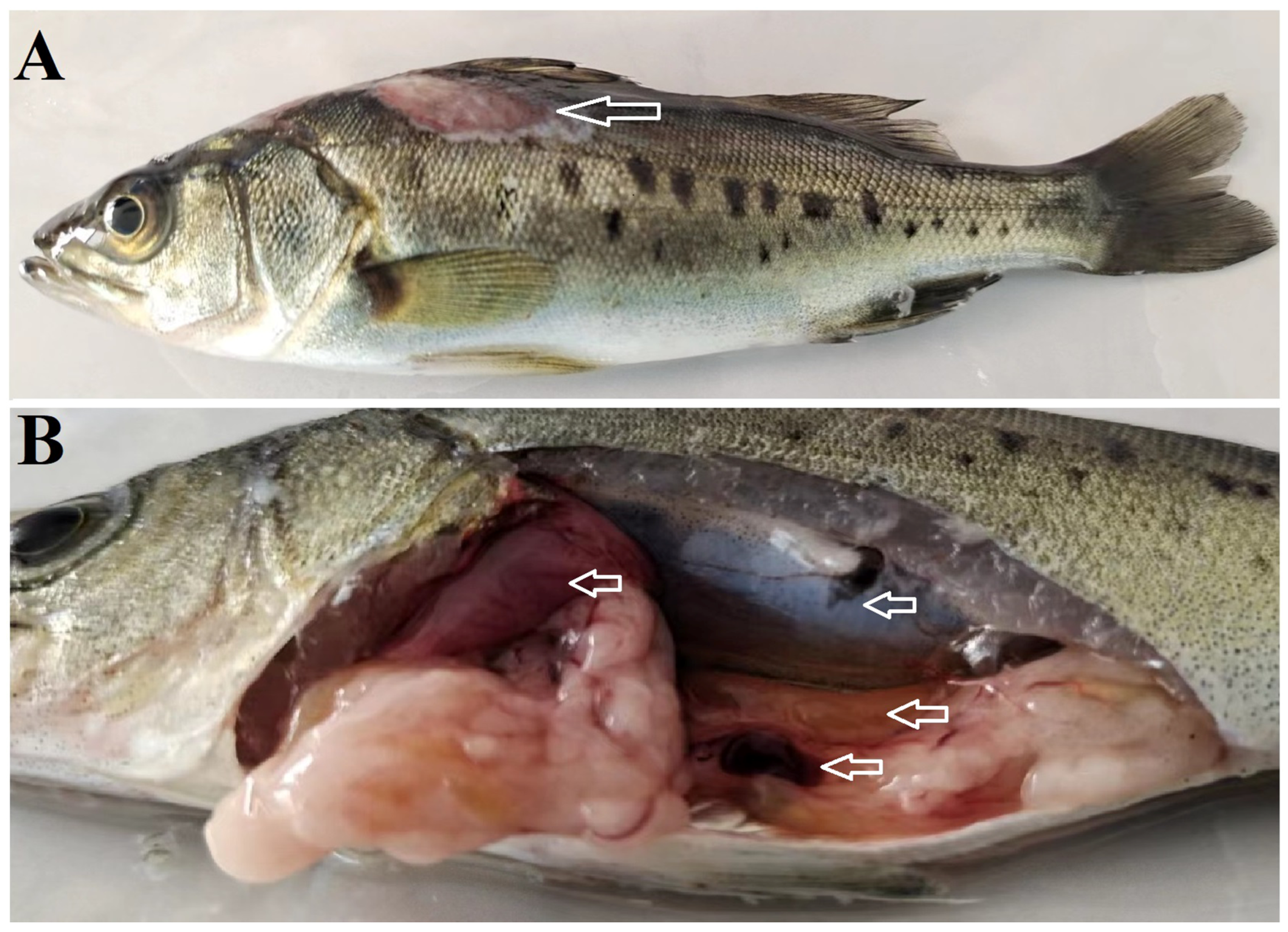 Microorganisms 12 00503 g001 Microorganisms 12 00503 g001