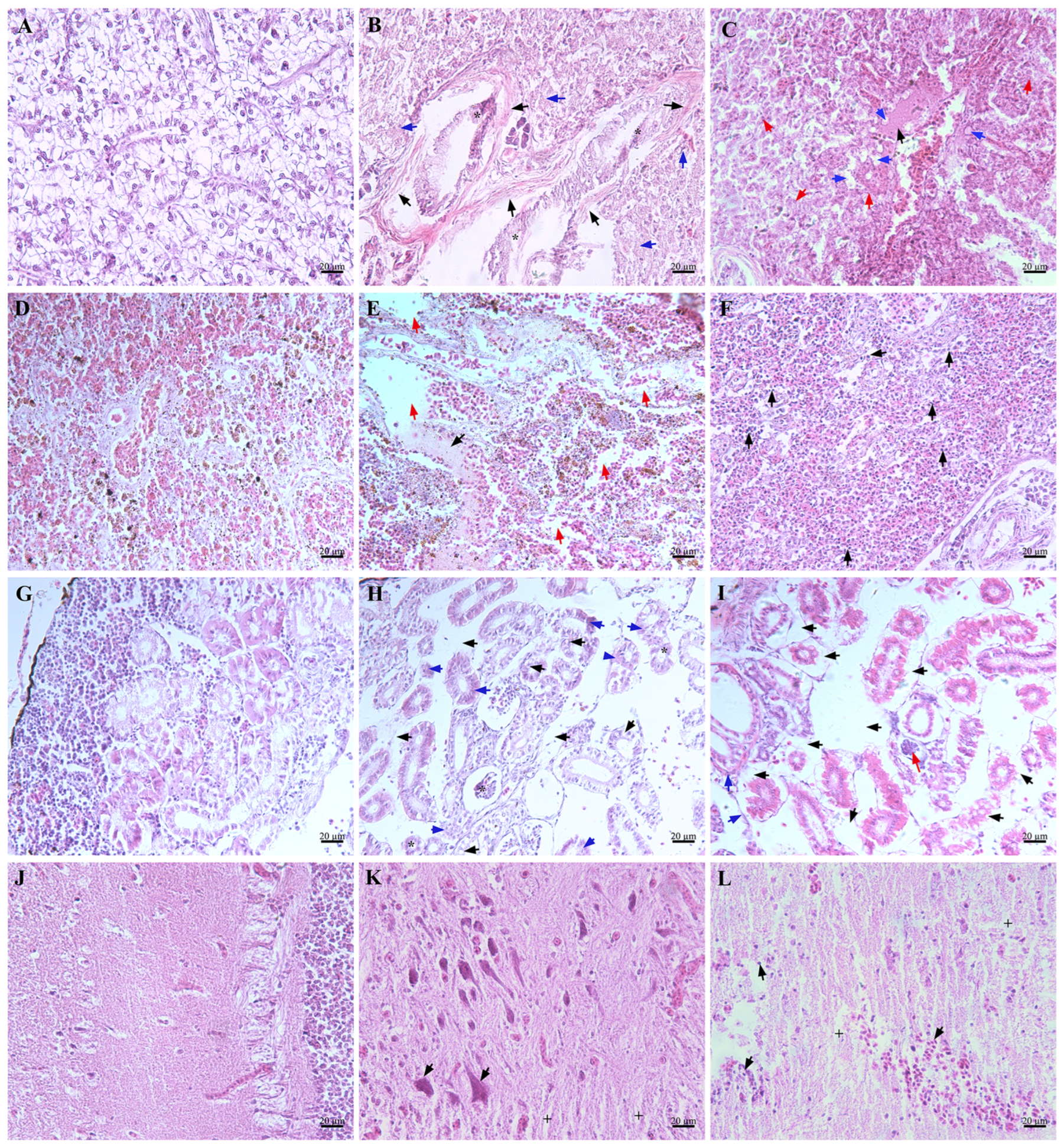 Microorganisms 12 00503 g010 Microorganisms 12 00503 g010