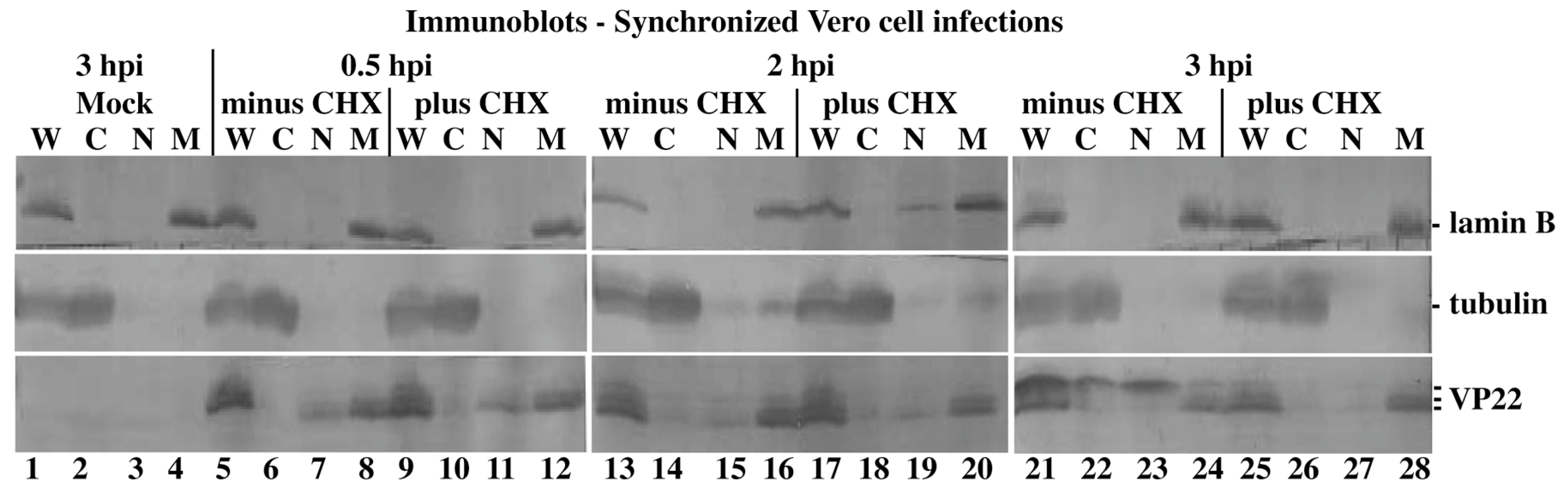 Microorganisms 12 00521 g004