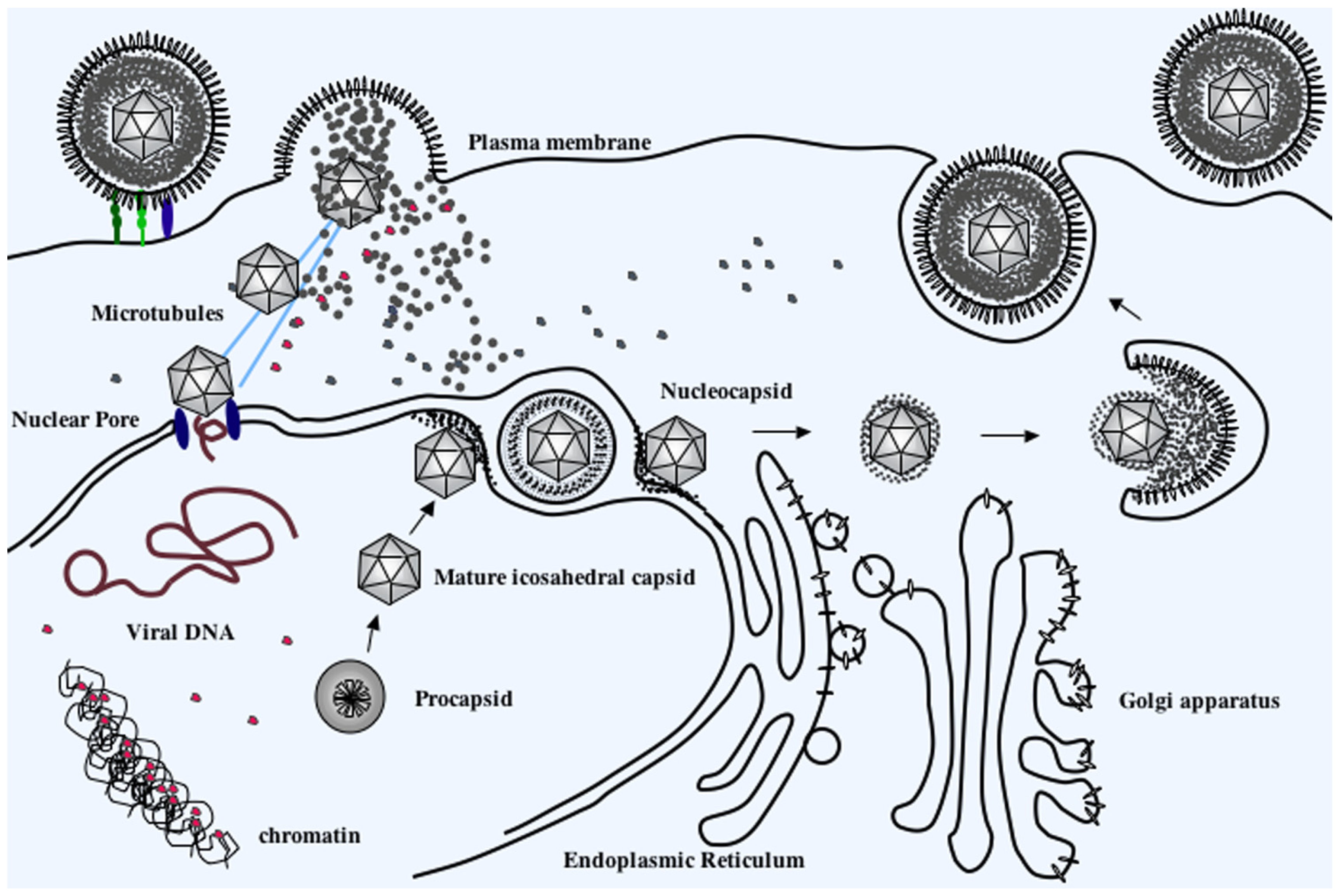 Microorganisms 12 00521 g006