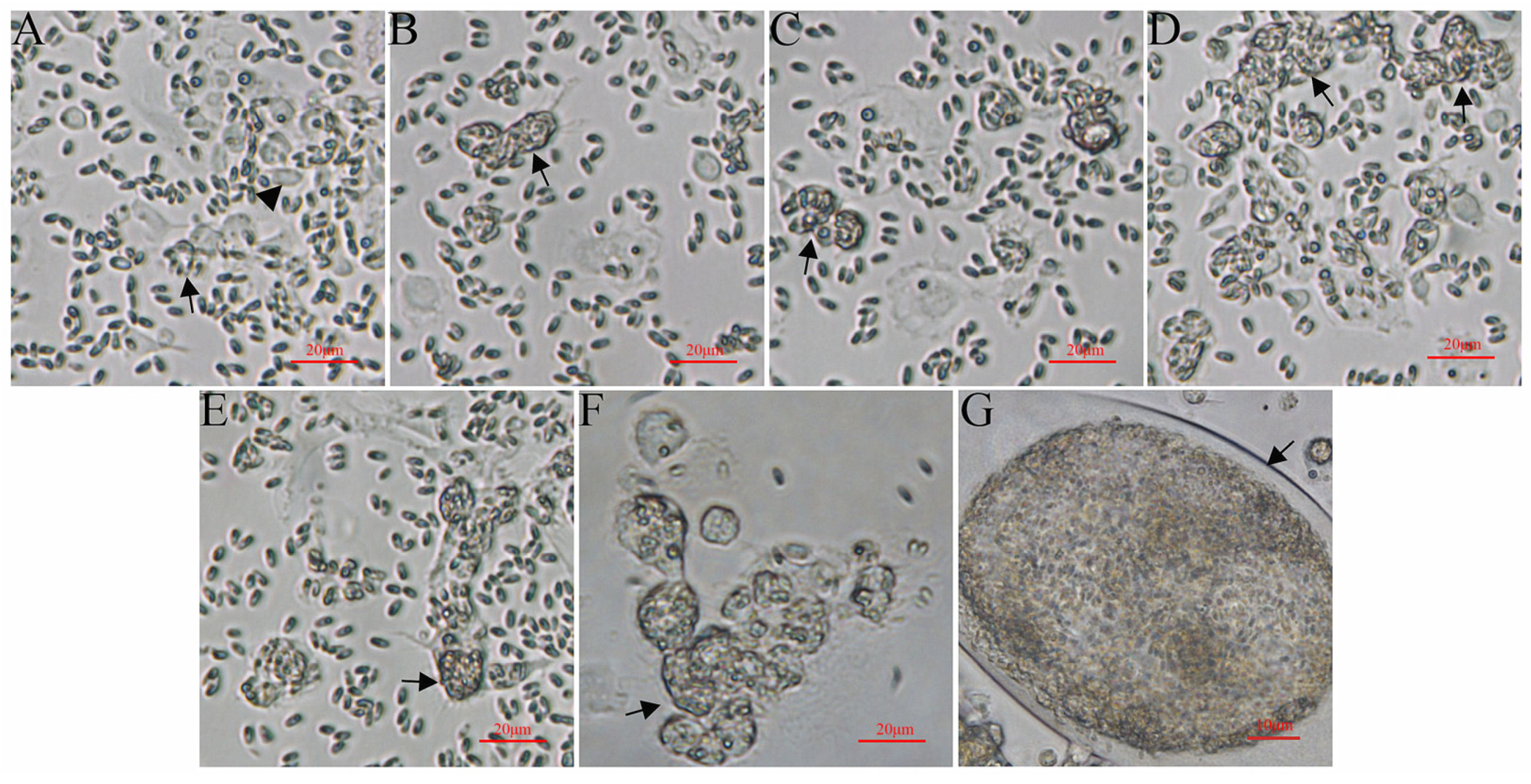 Microorganisms 12 00522 g001